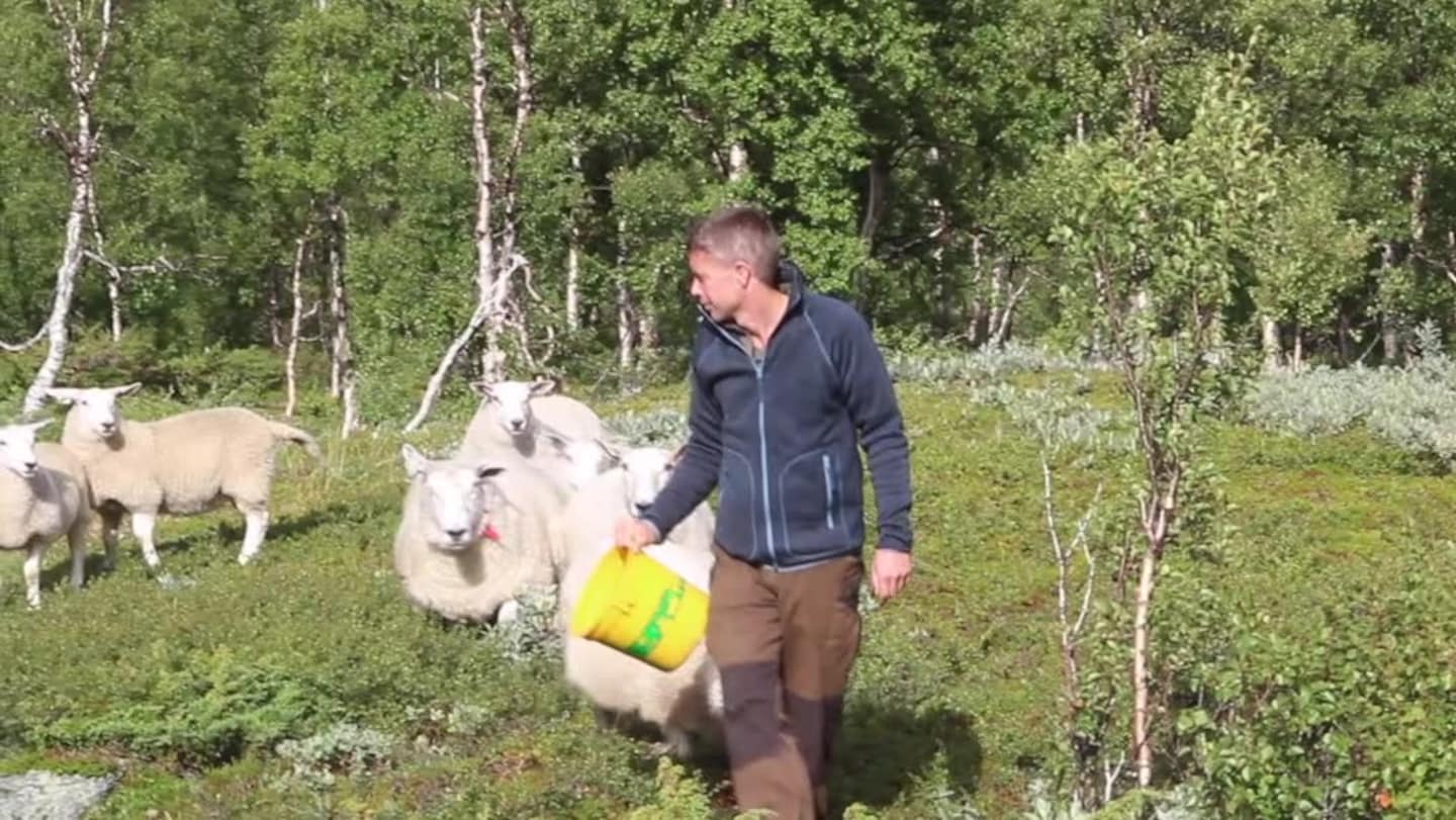 Rett på sak: Mannen med de beste lammene