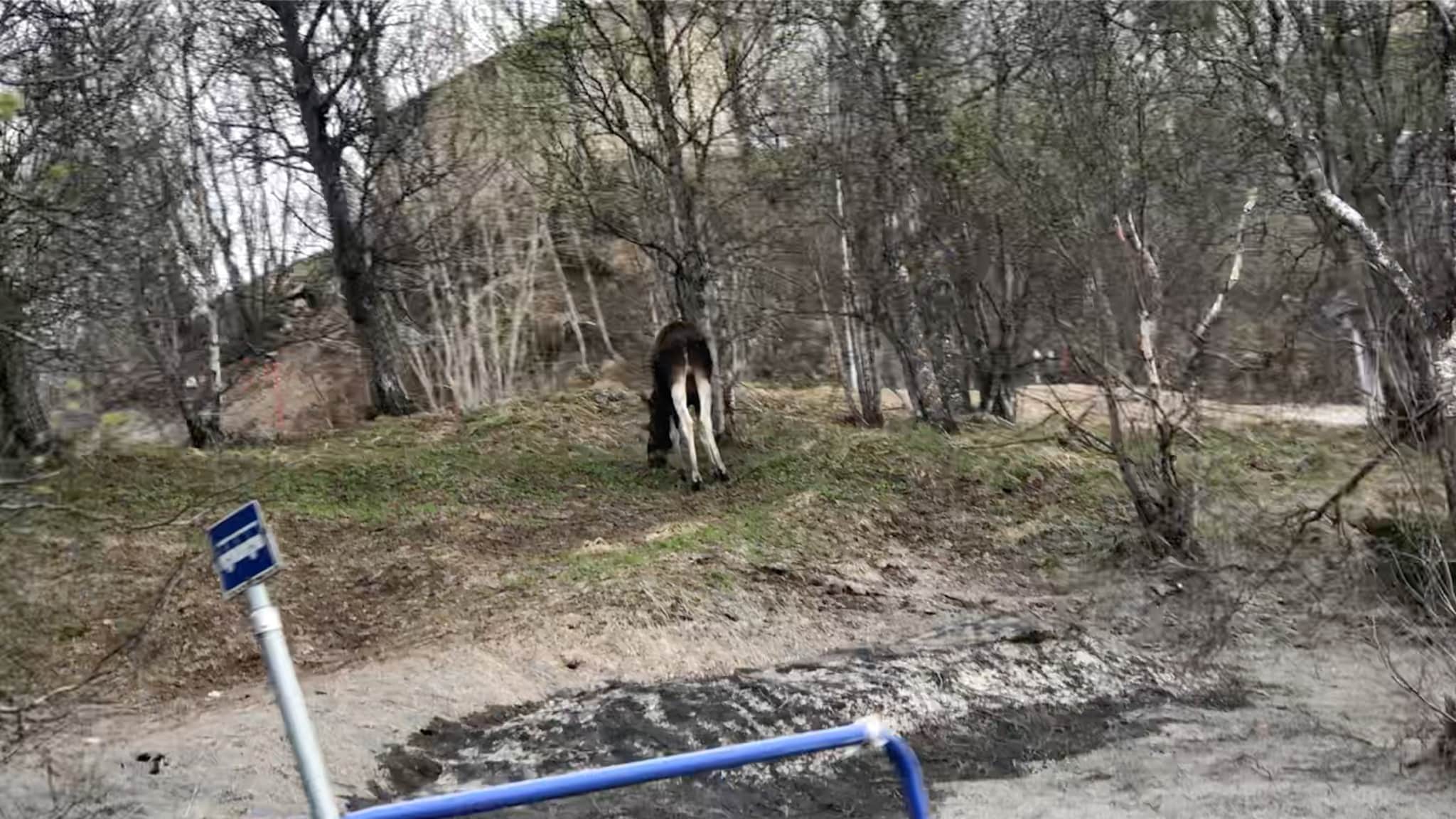 Bryr seg lite om stor trafikk