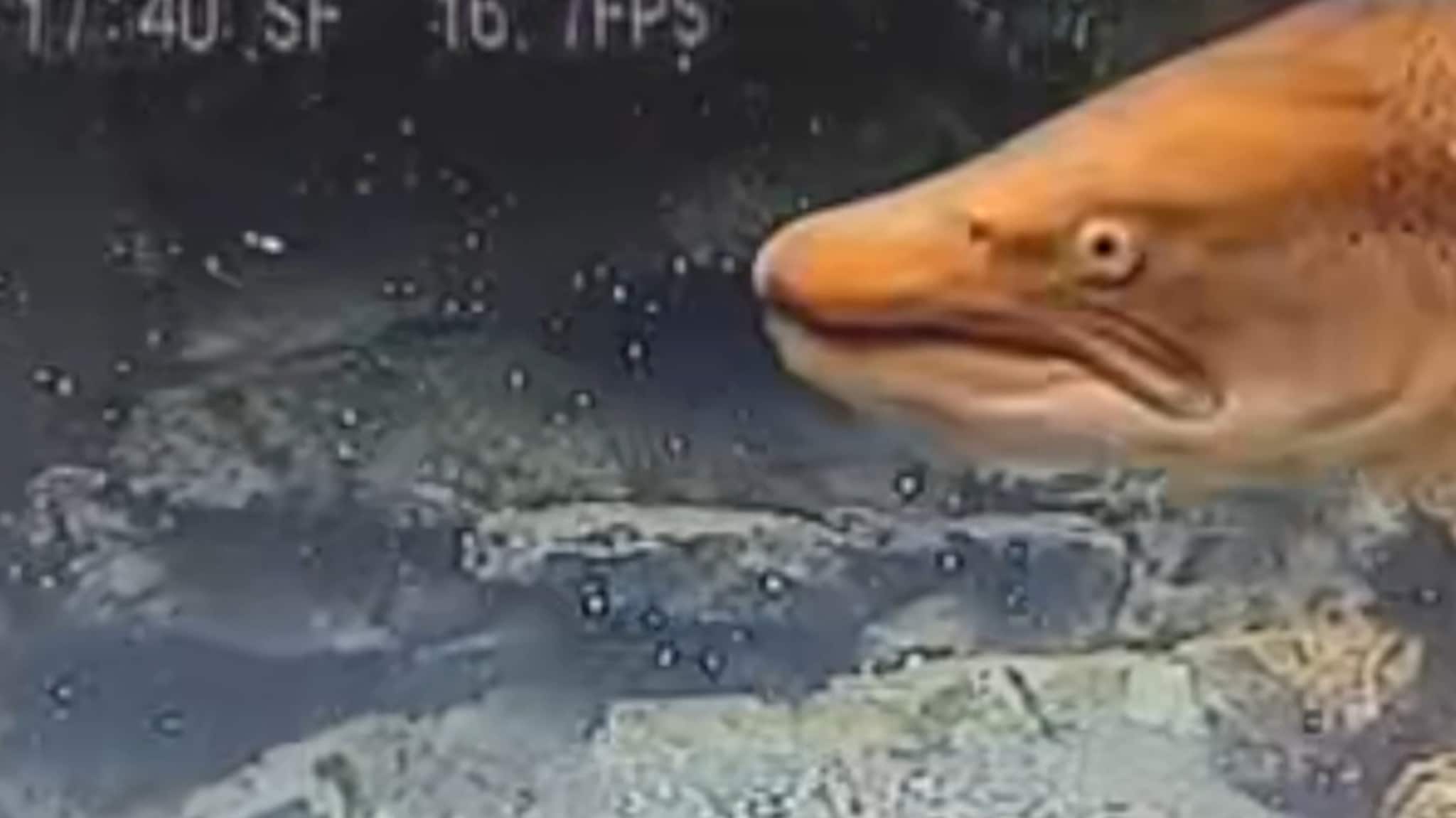 Se «monster-ruggen» observert i Salangselva