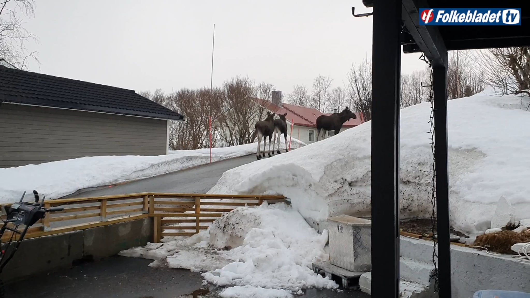 Her er elgene på vandring i byen