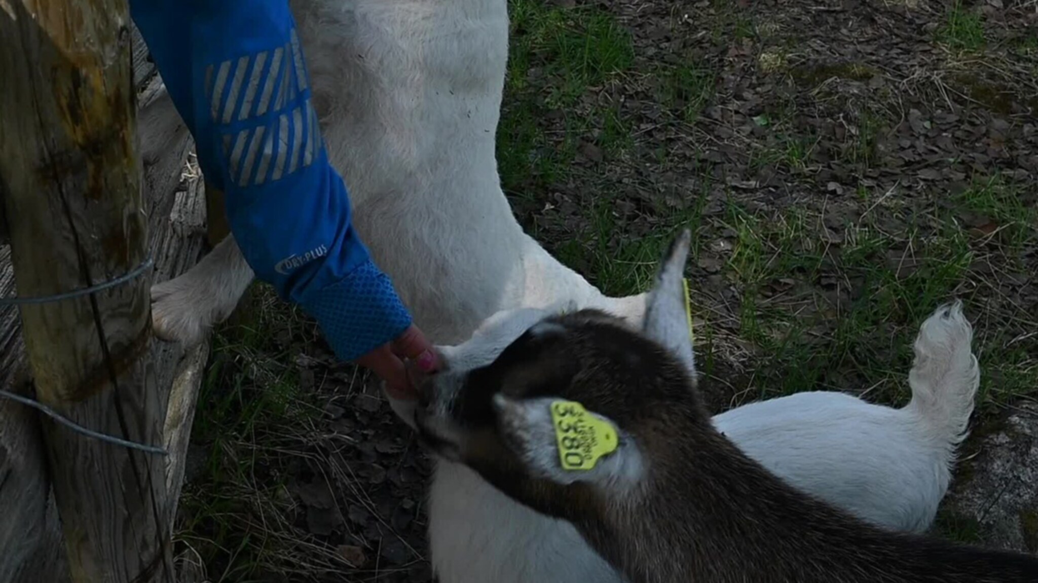 Kje-kosing populært hos Polar Park — nå er sommersesongen i gang
