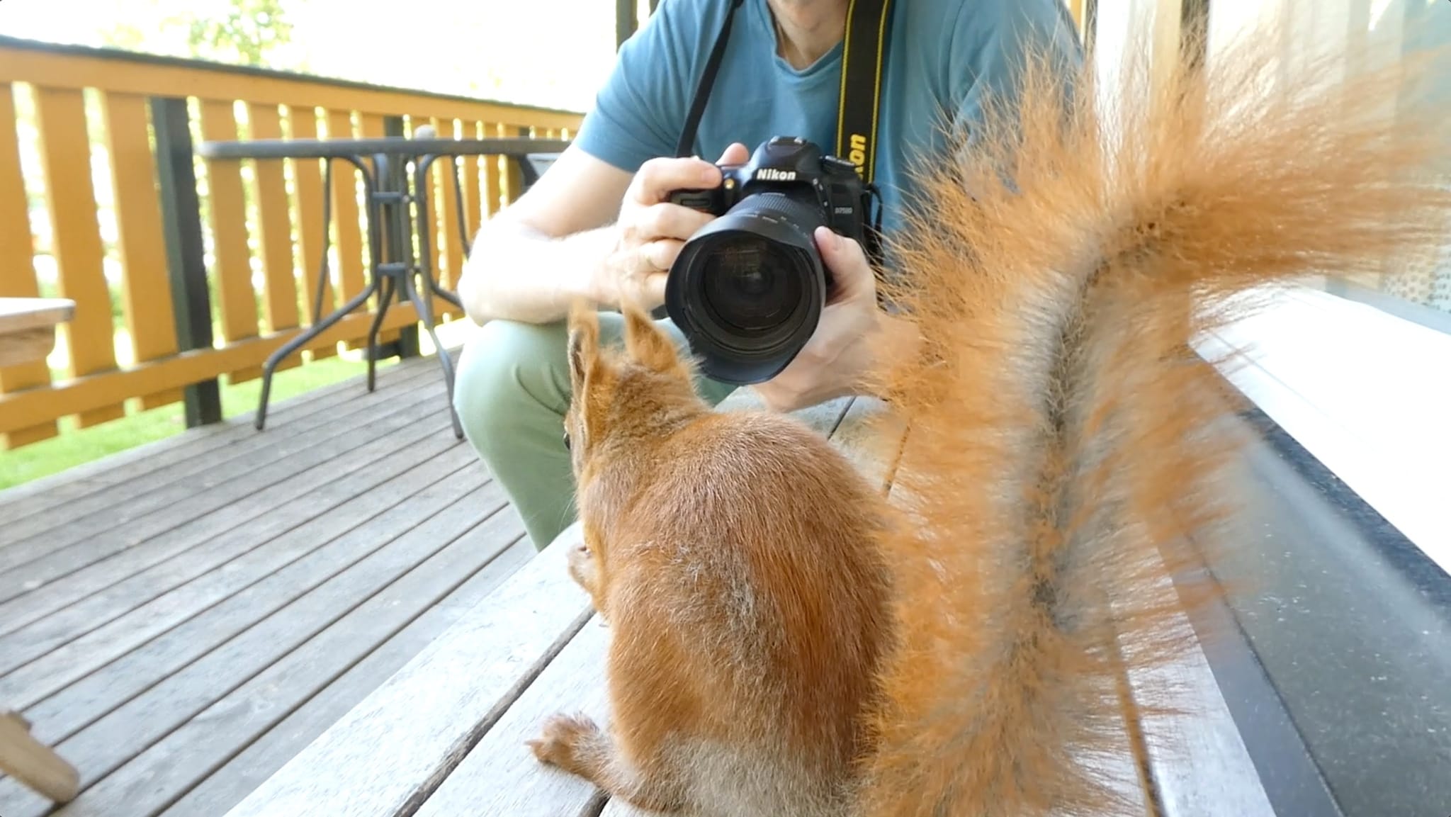 Nærgående ekorn har blitt «stjerner» i sosiale medier