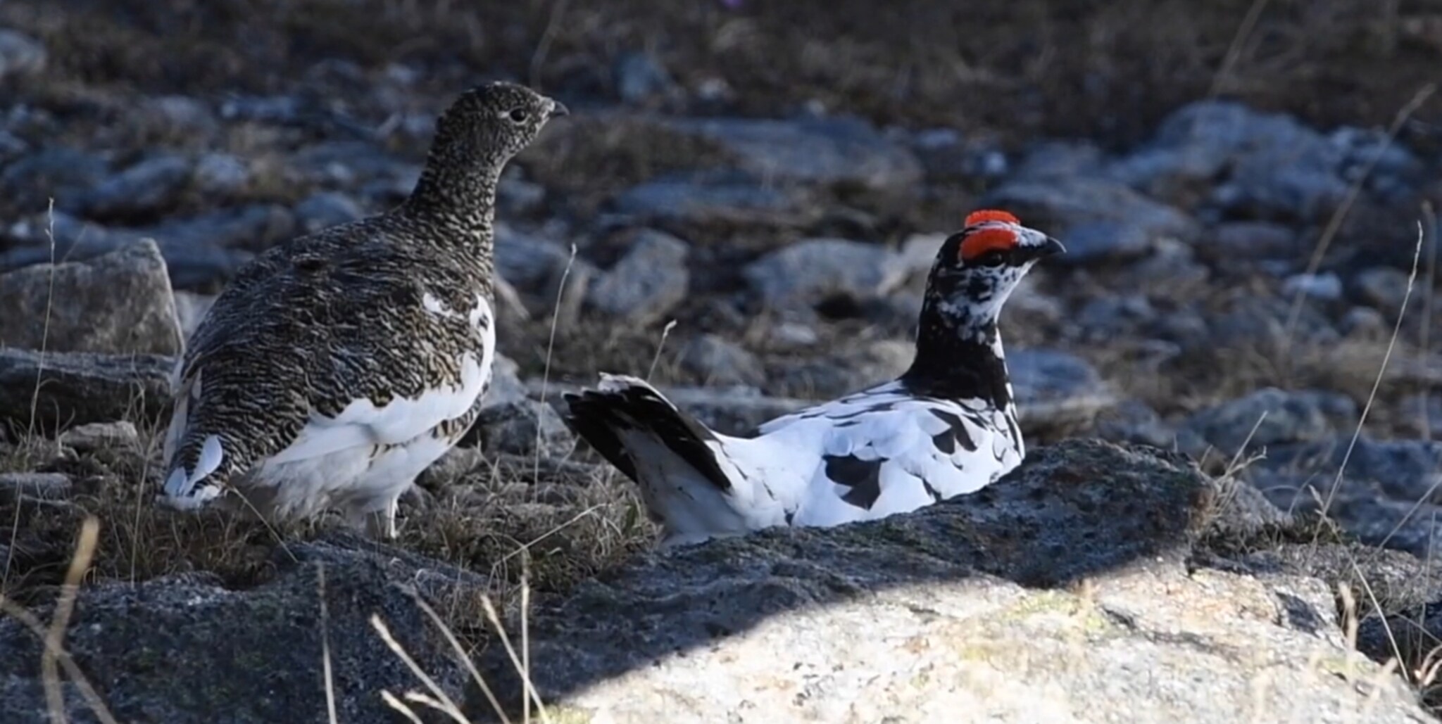 Se dramatikken utspille seg i fjellet