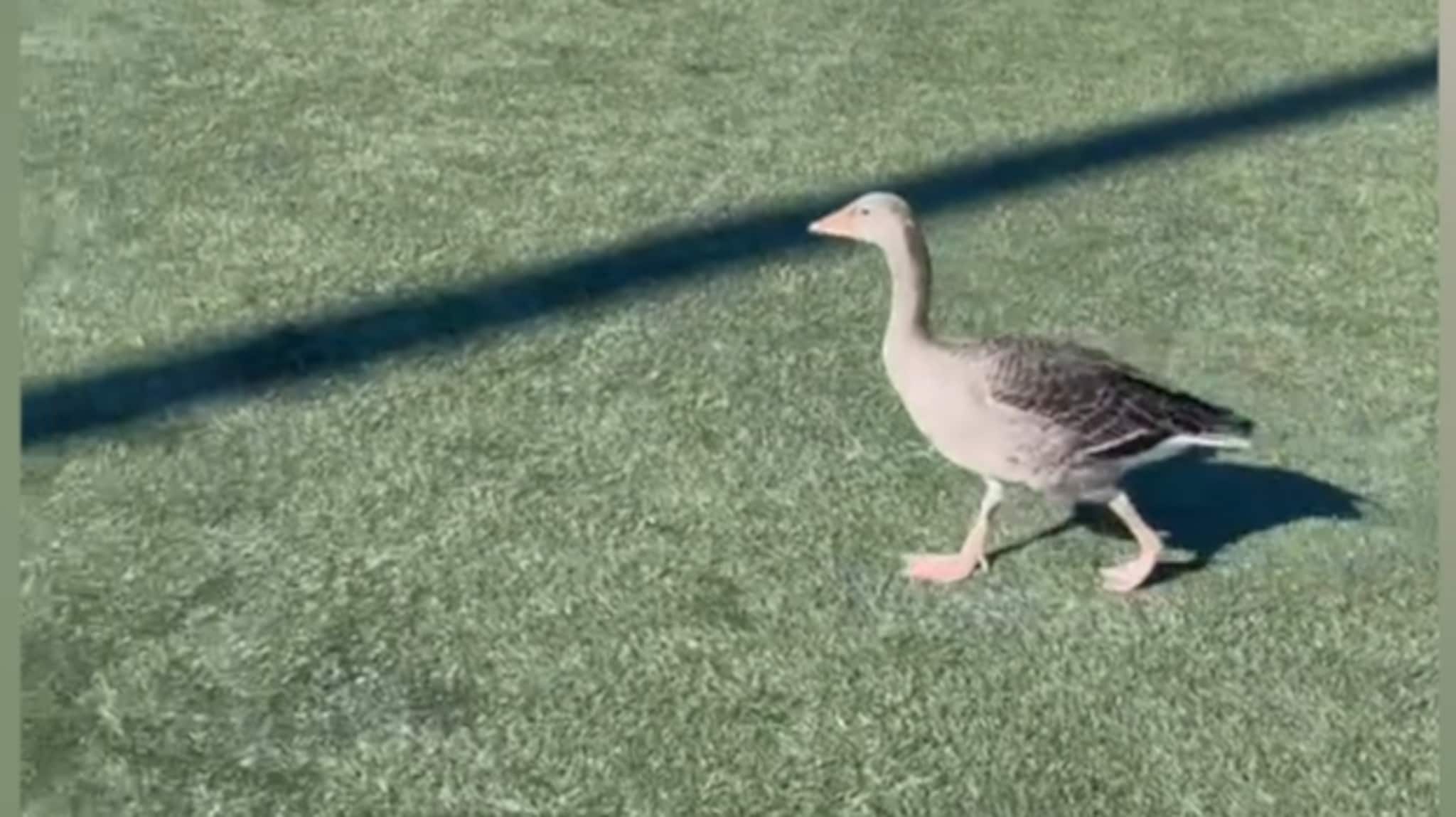 Se hvor denne sosiale gåsa har slått seg ned