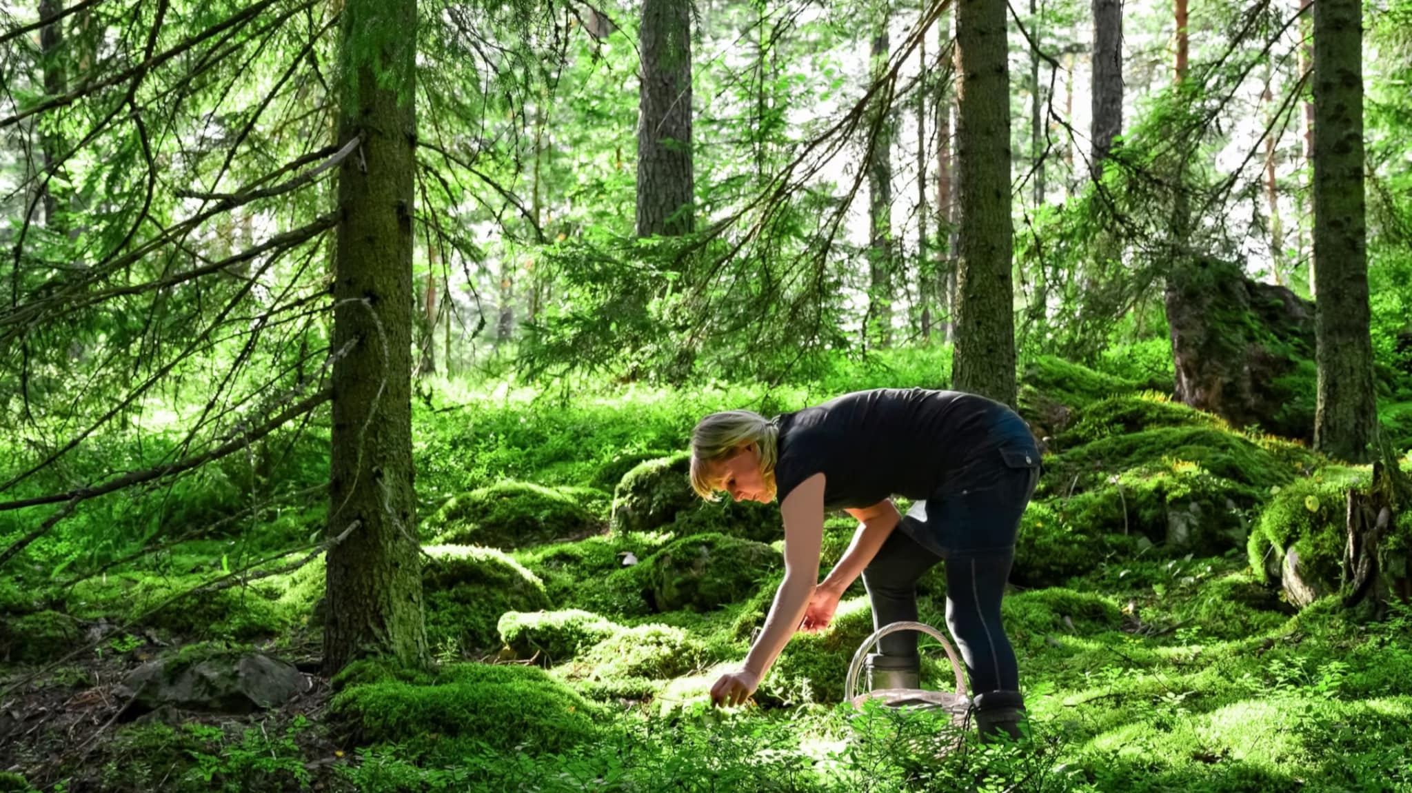 Opptak: Slik skal økosystemet i skogen reddes