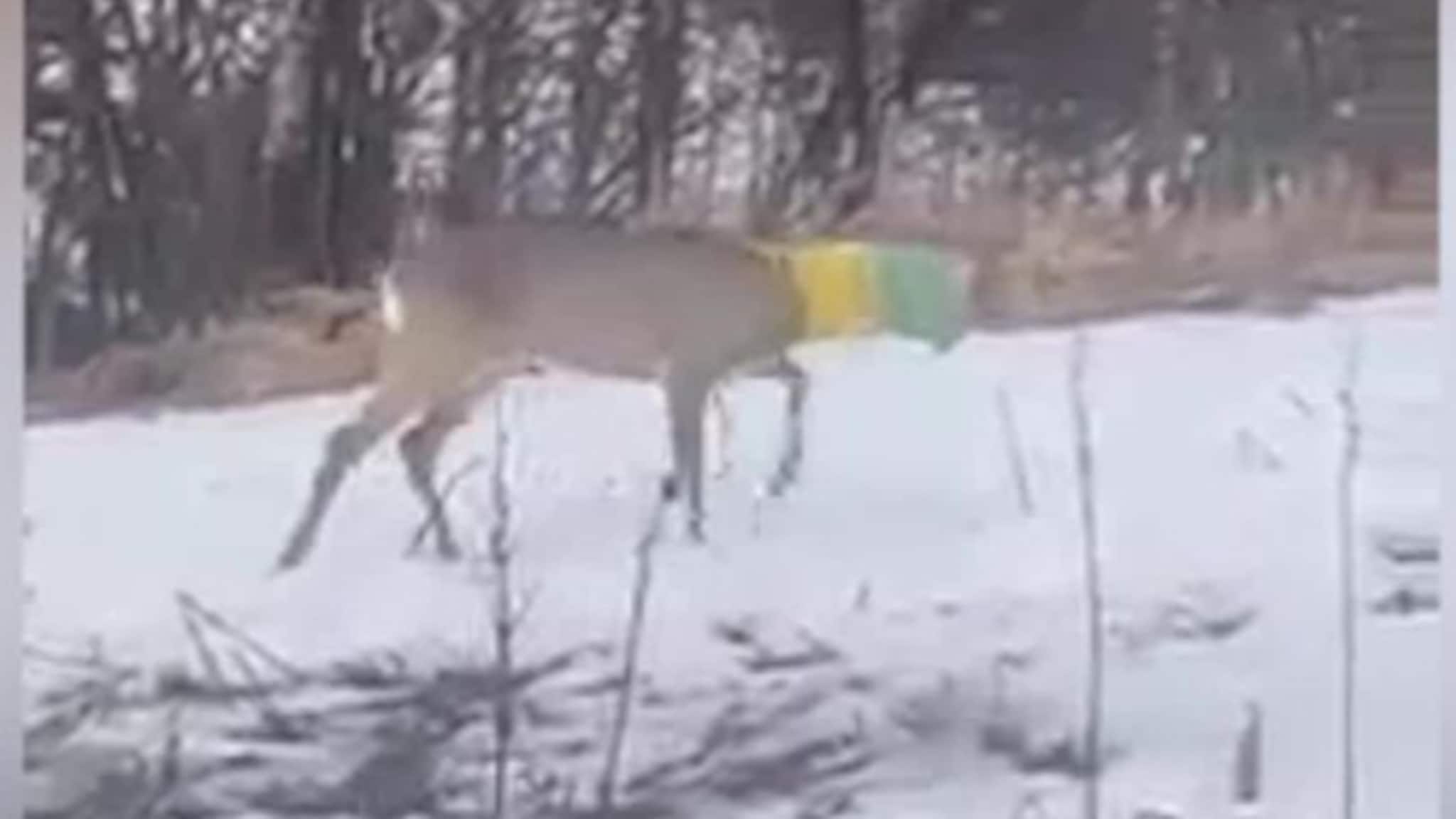 Her går rådyret med en plastpose på hodet