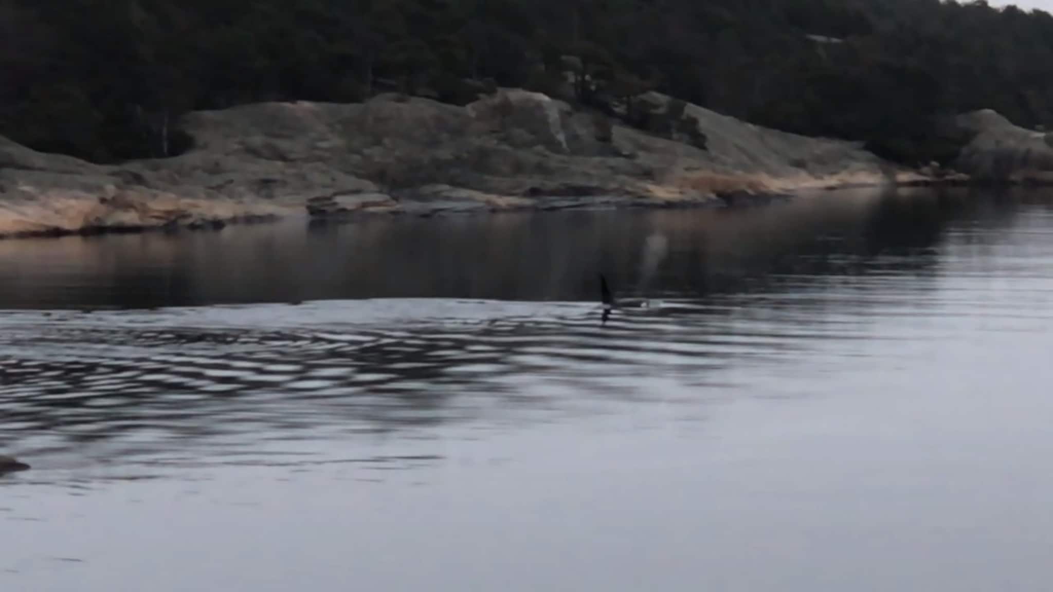 Spekkhoggere besøker Kristiansand