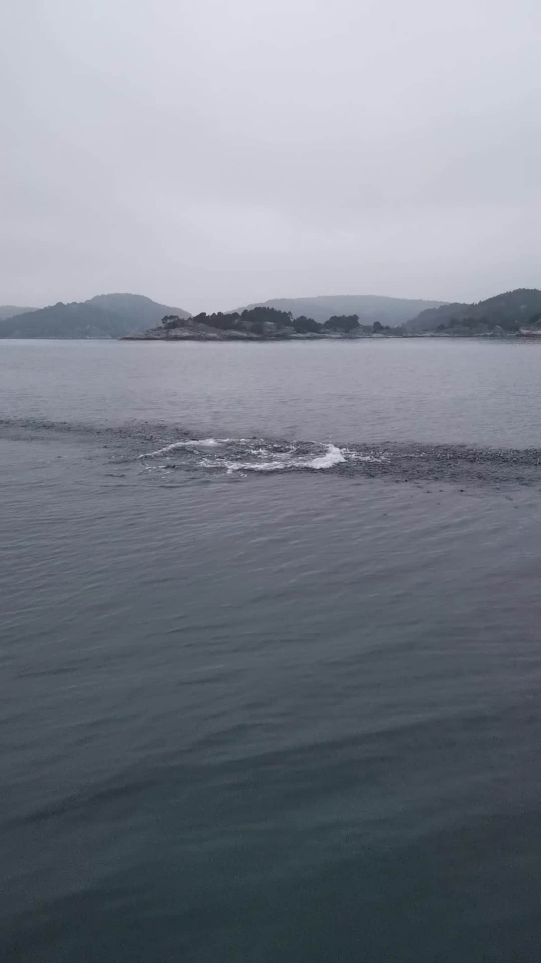 Leken delfin utenfor Flekkerøy