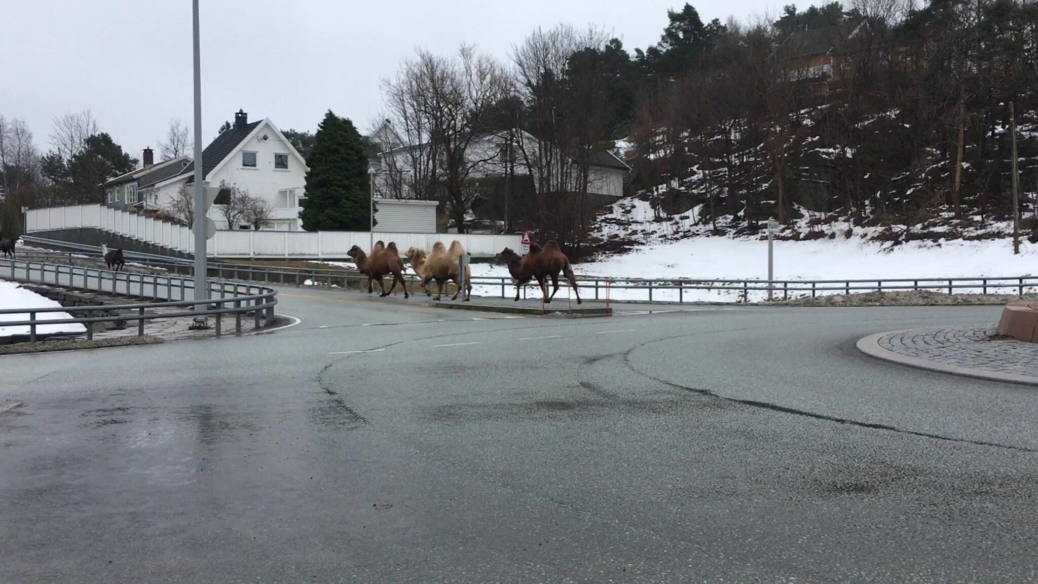 Uvanlig turfølge i Vågsbygd