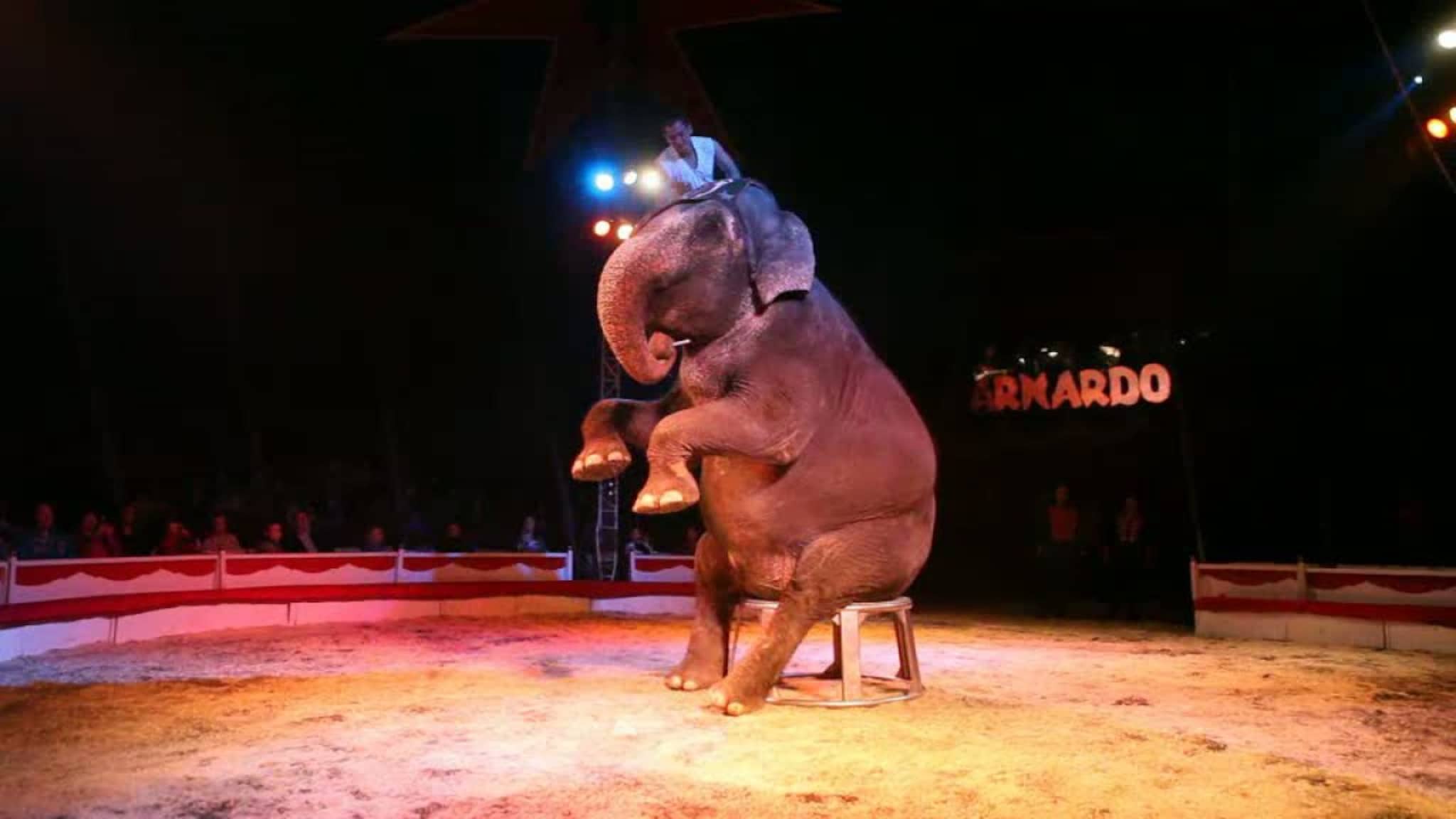 Tungvekter i manesjen