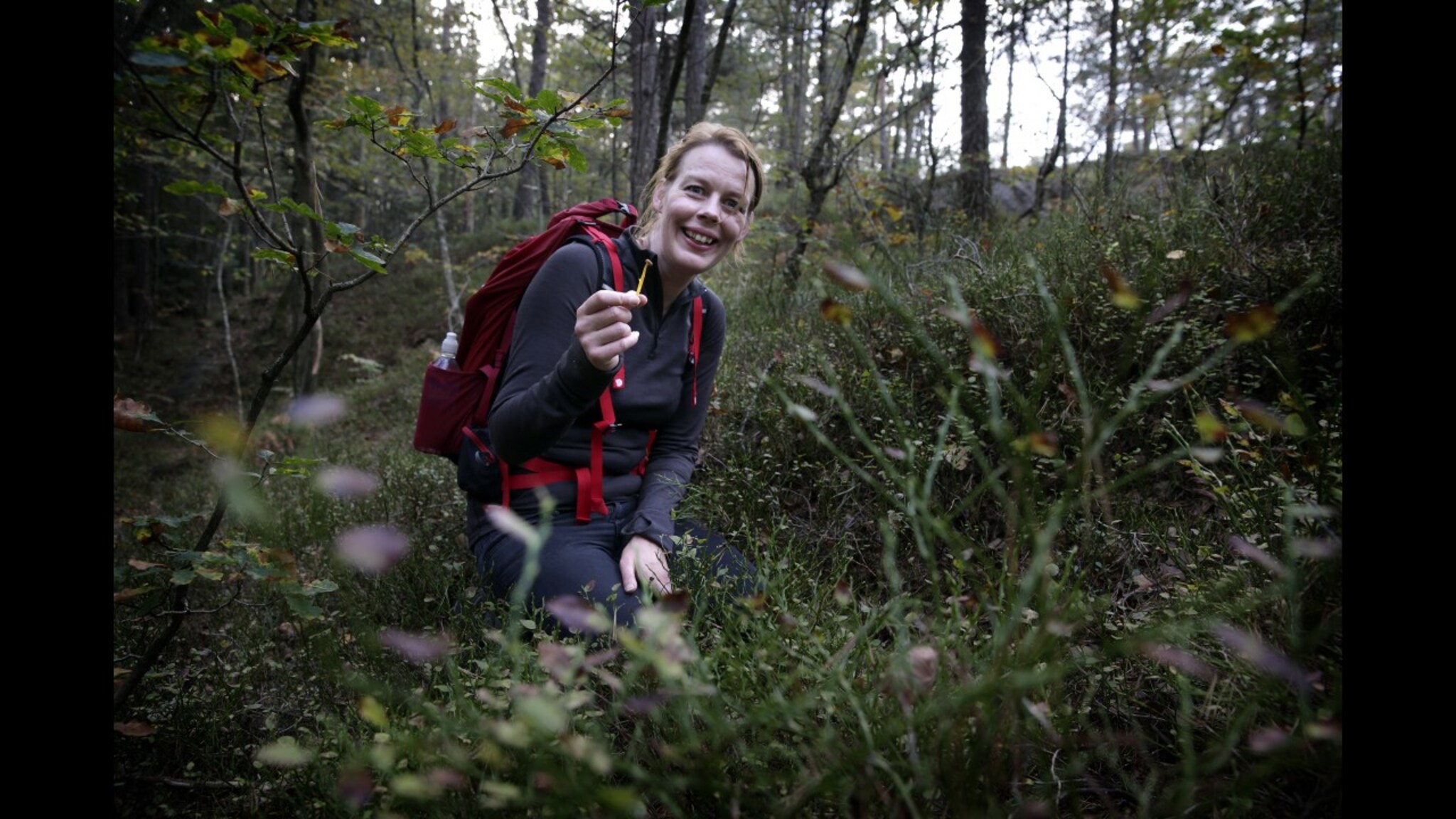 På jakt etter traktkantarellen