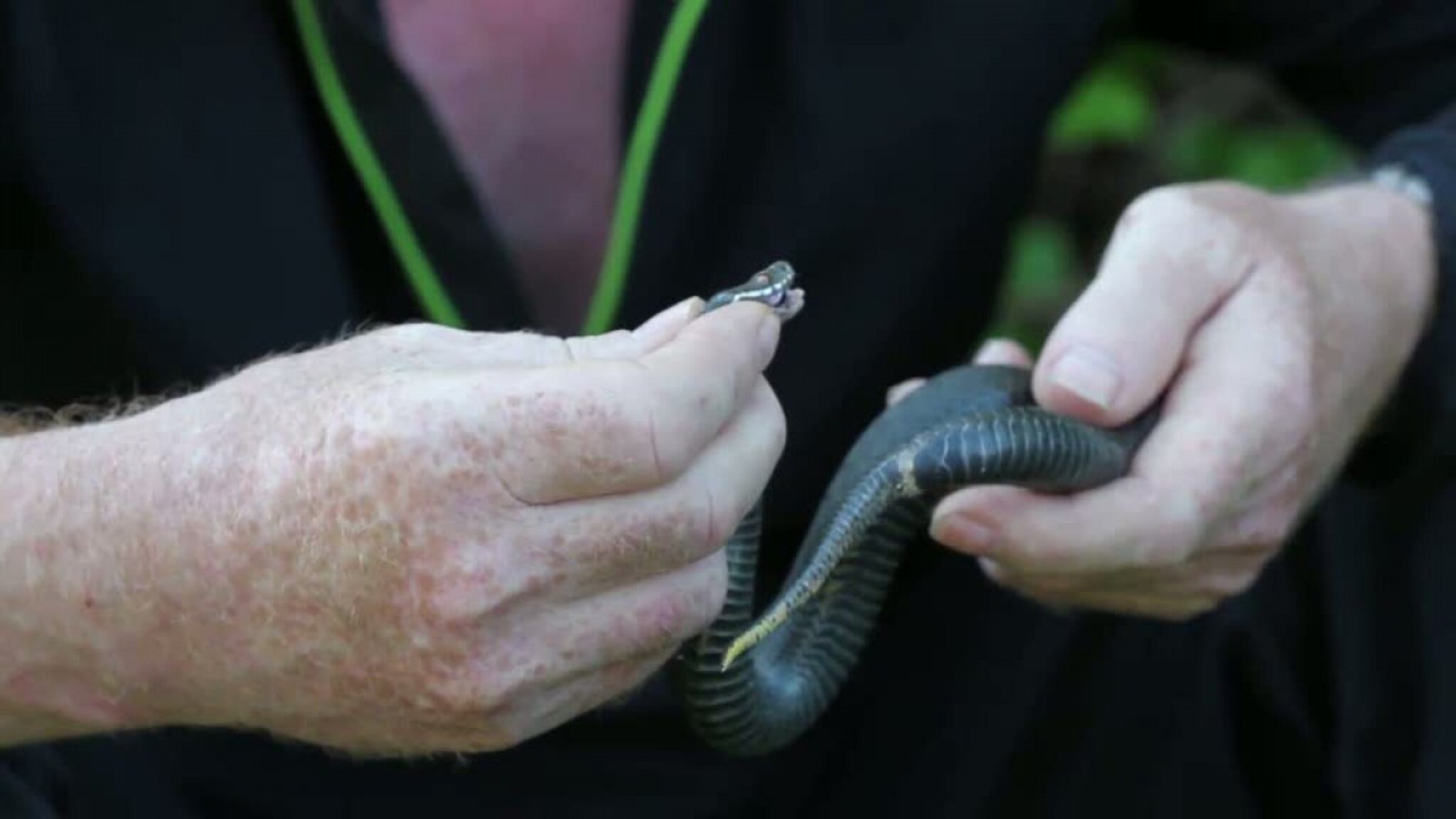 Nå våkner hoggormen