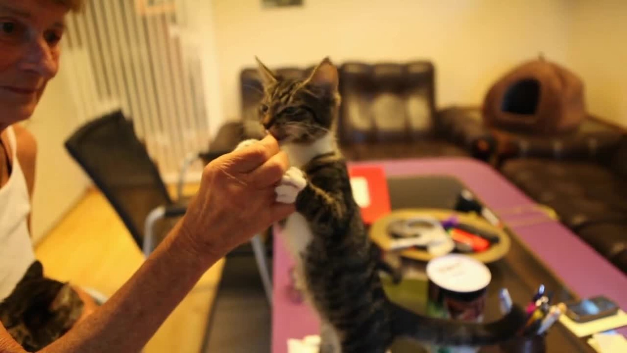Her er de hjemløse kattene