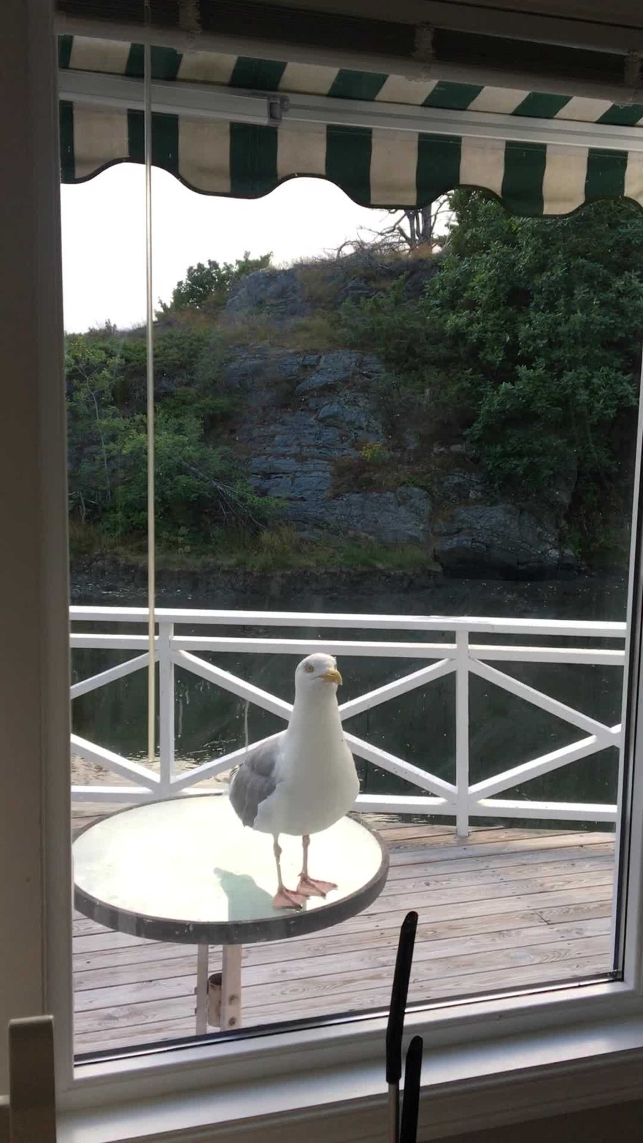 Måken Konrad banker på