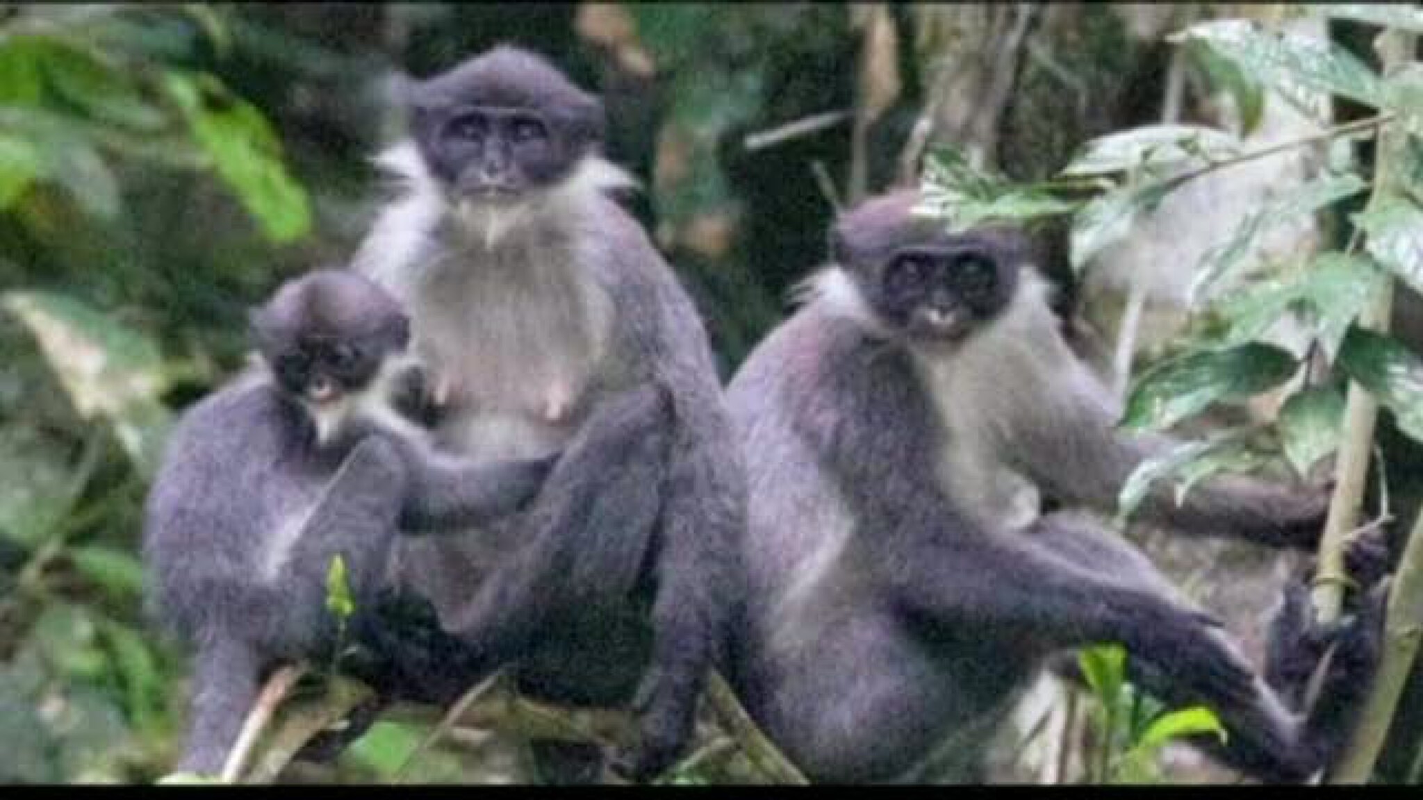 «Utdødd» ape gjenoppdaget