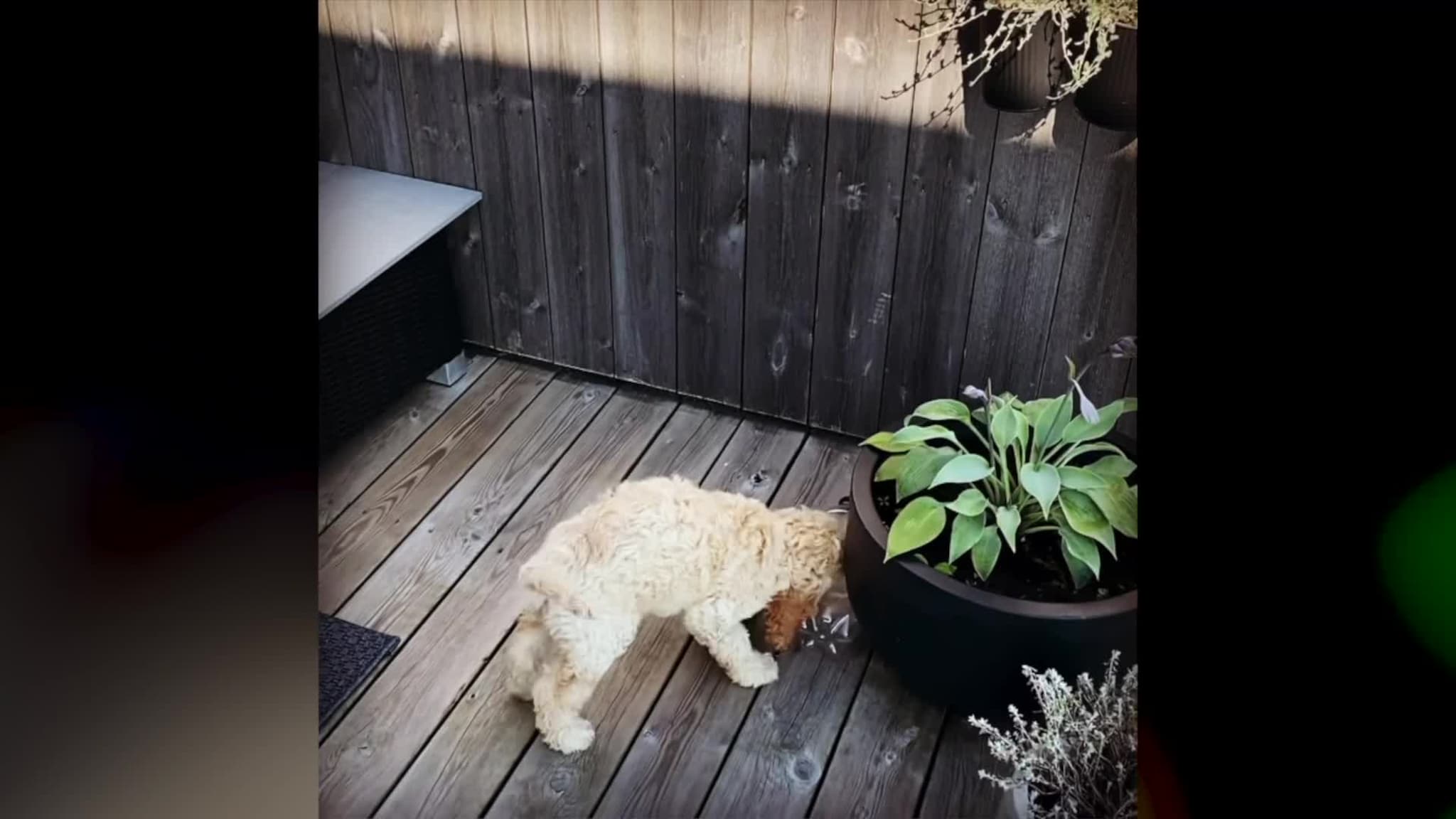 Nala fra Flekkerøy finner alltid en leke