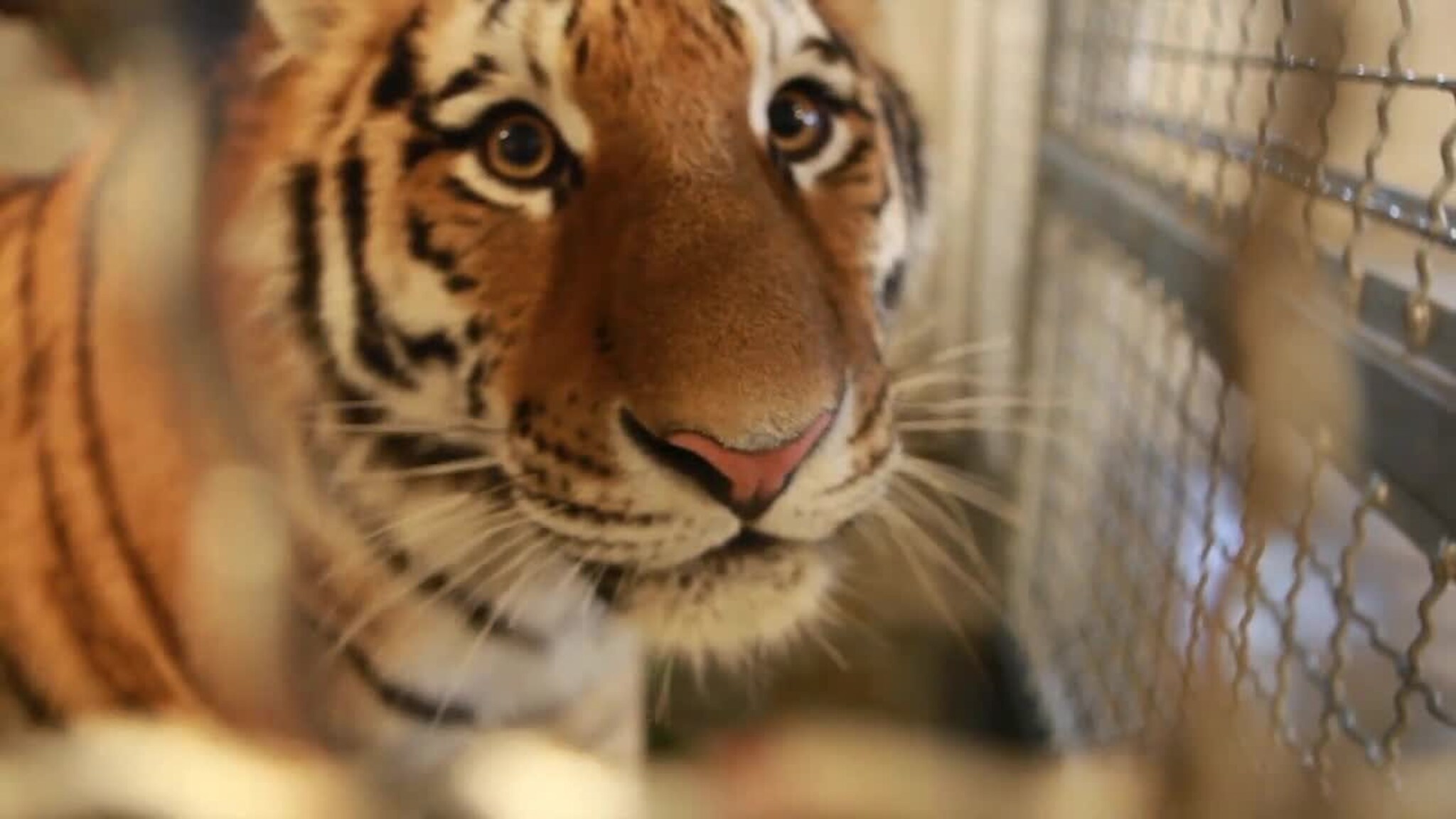 Se det første møtet mellom de sibirske tigerne