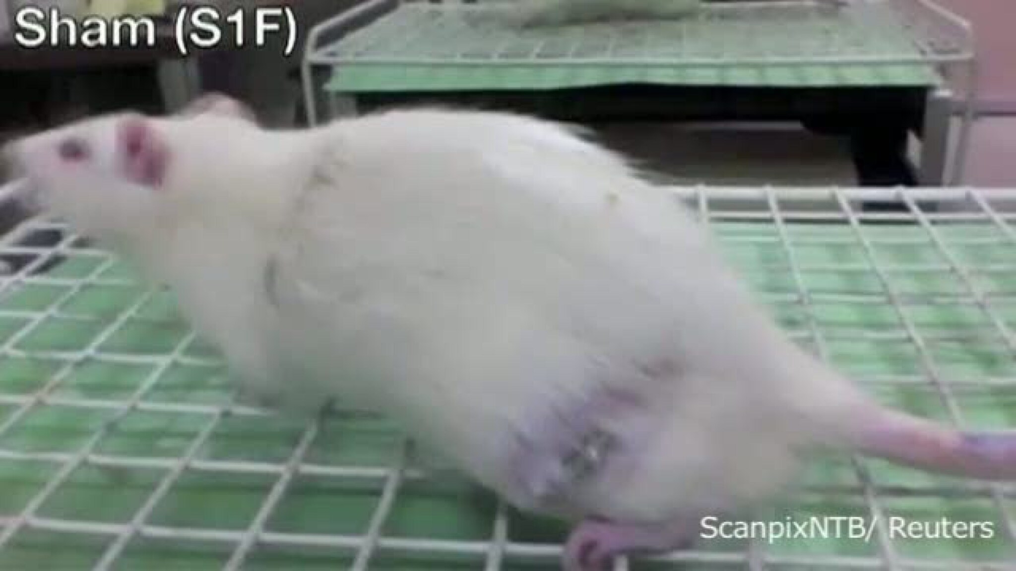 Fikk lam rotte til å gå igjen