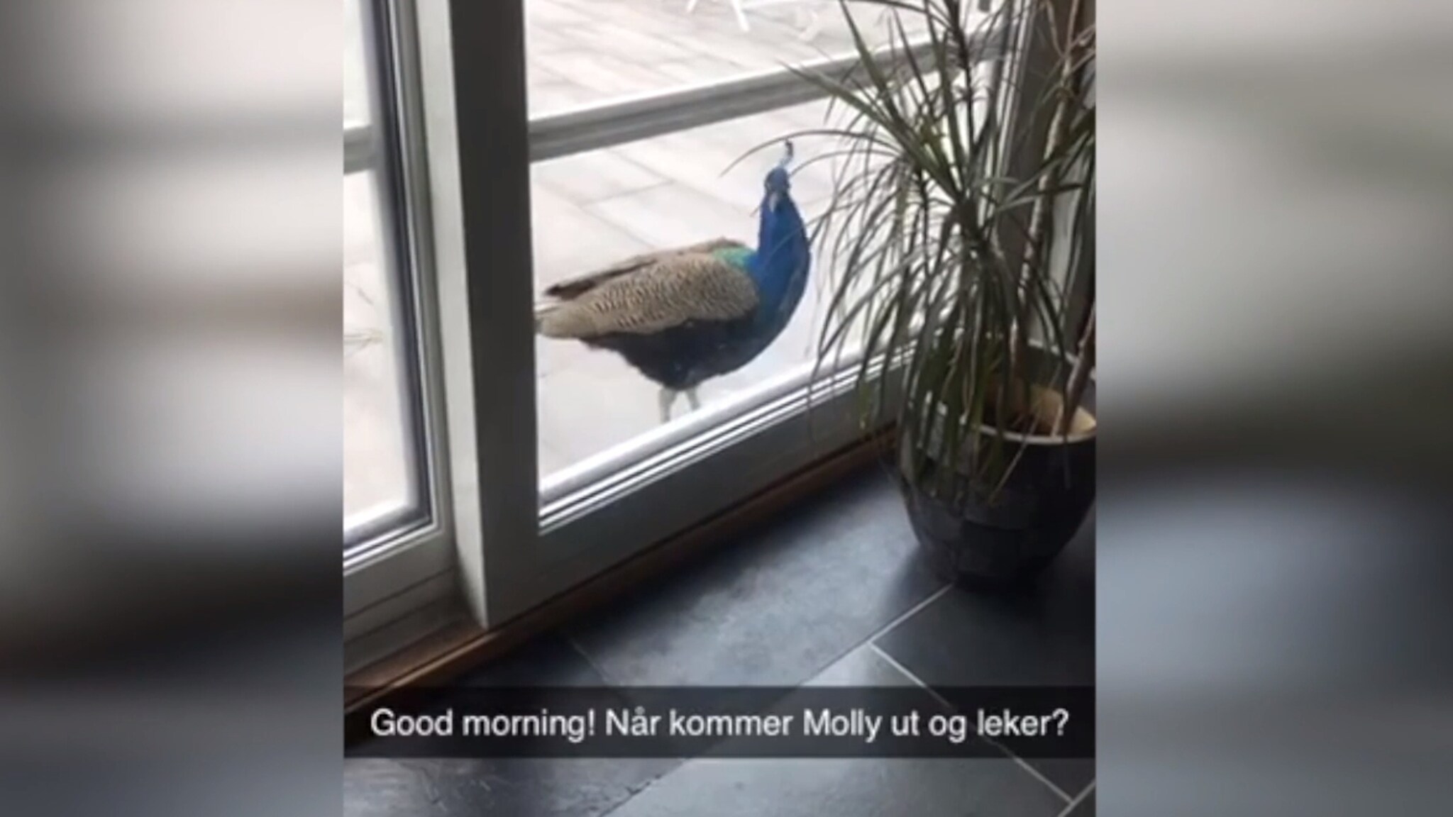 Se den "frekke" påfuglen Markus