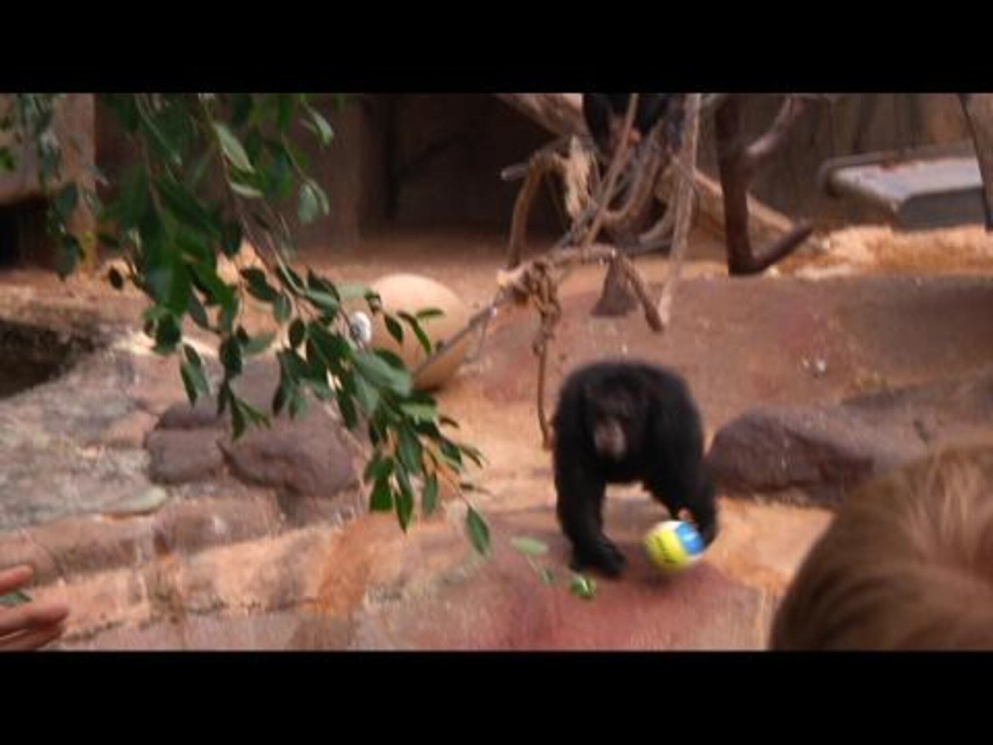 Julius spiller volleyball