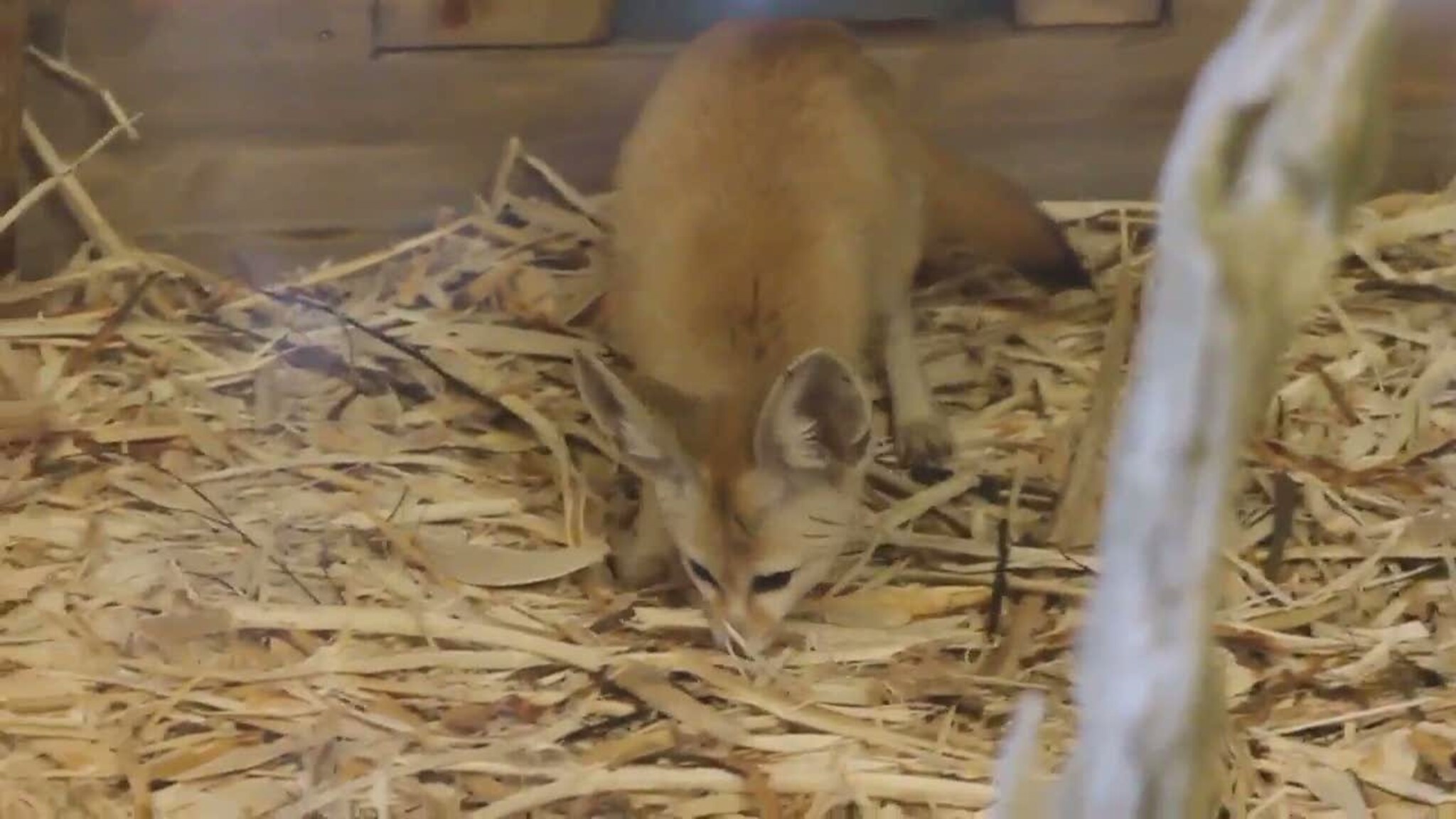 Her er dyreparkens nye attraksjon