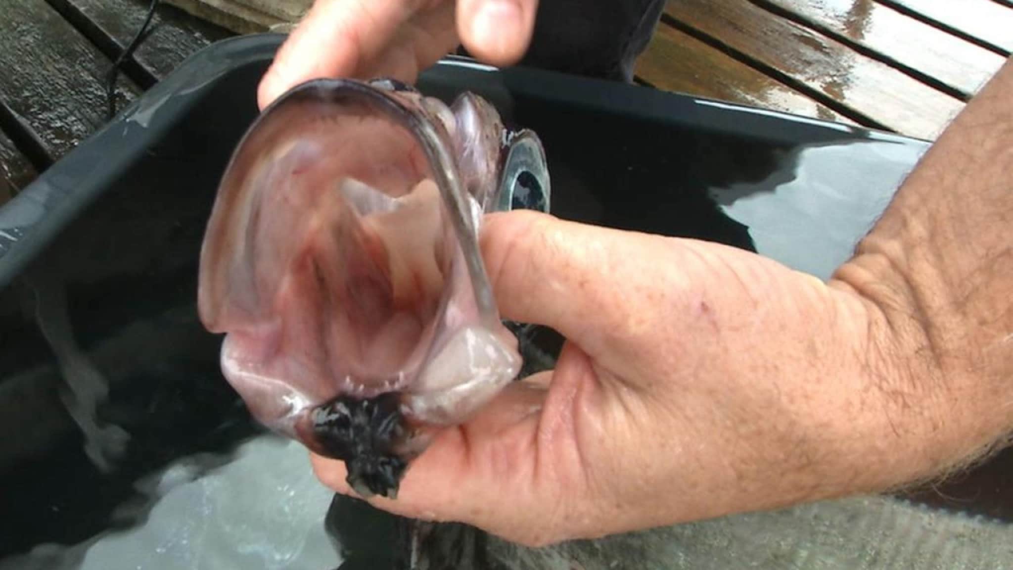 Fant sjelden sølvkveite på Flekkerøya