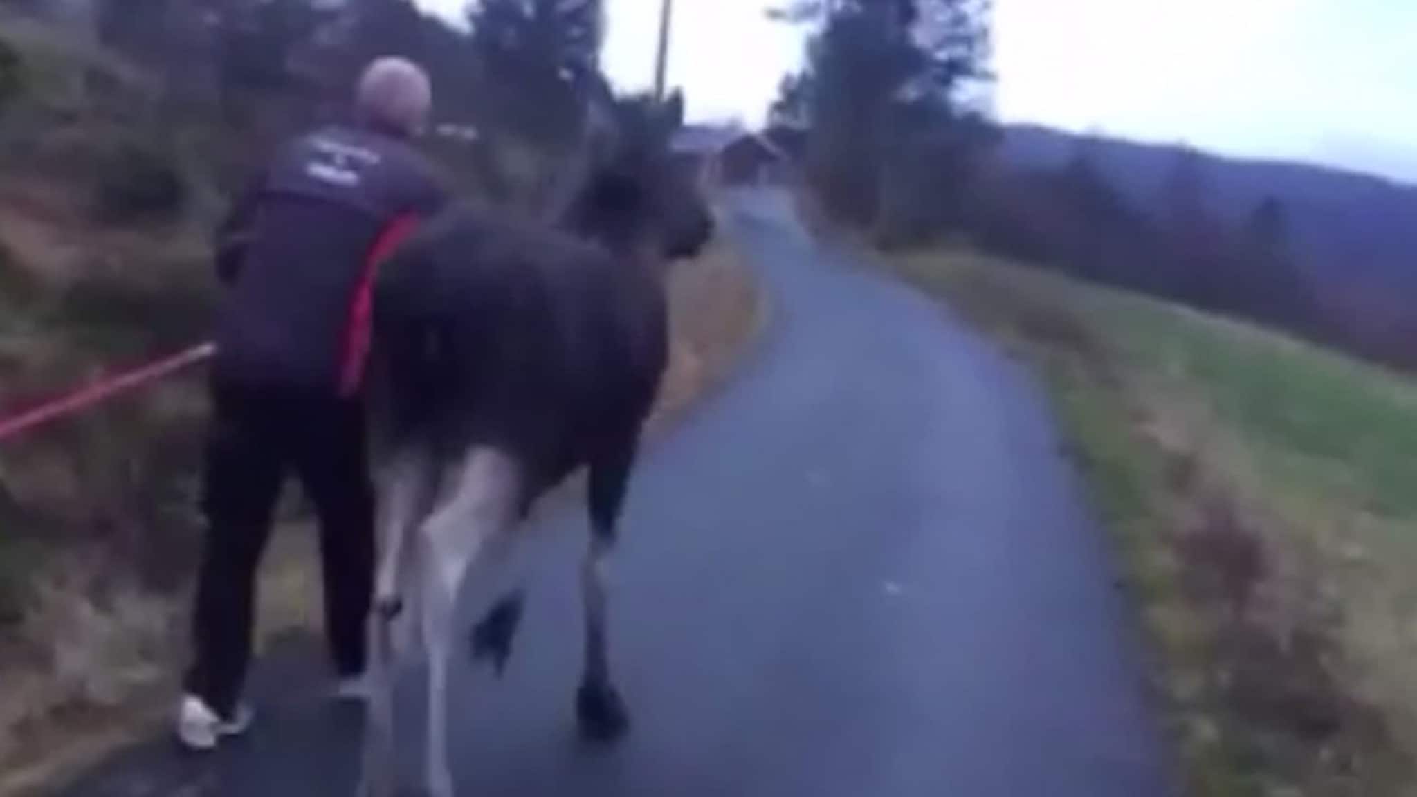 Her blir den fulle elgen fulgt hjem
