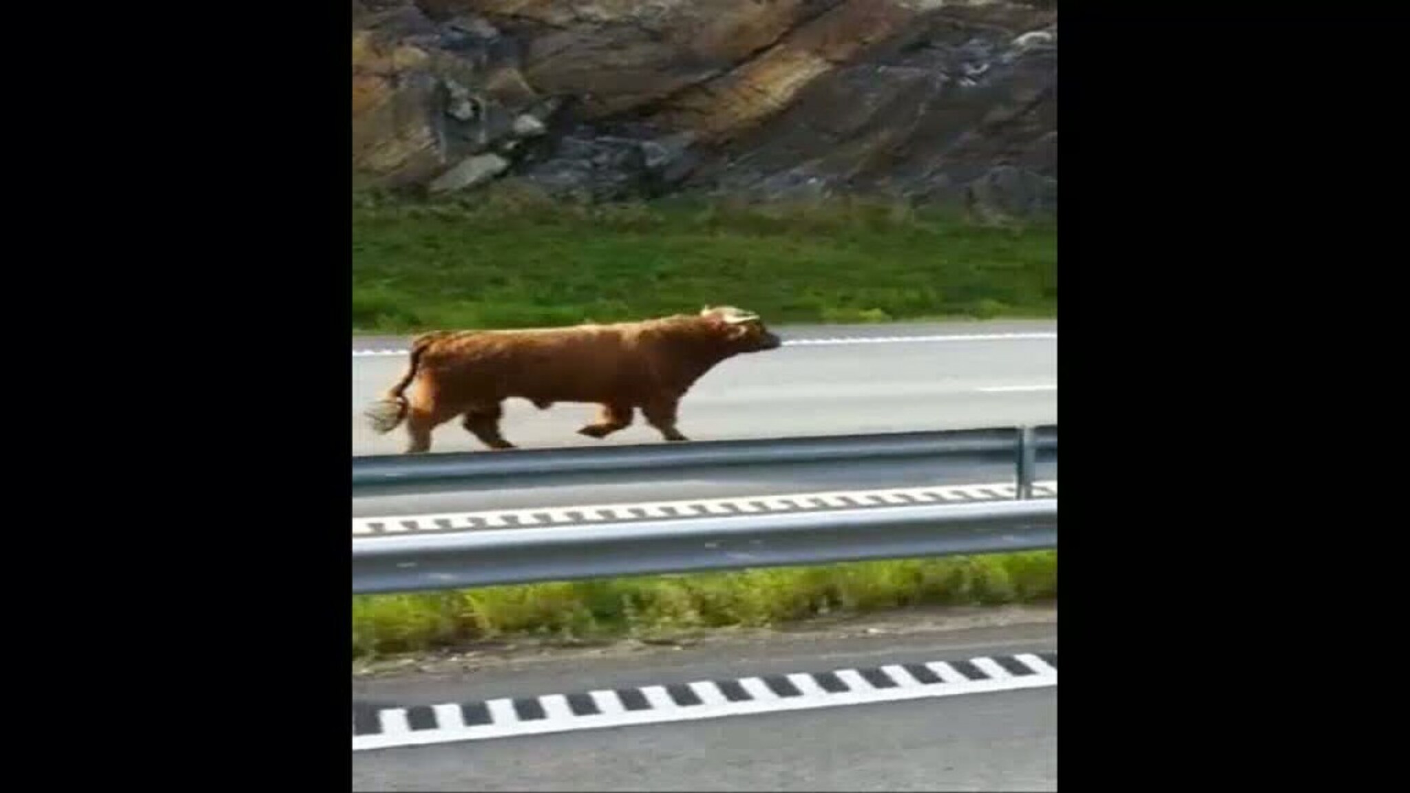 Her løper oksen på E 18