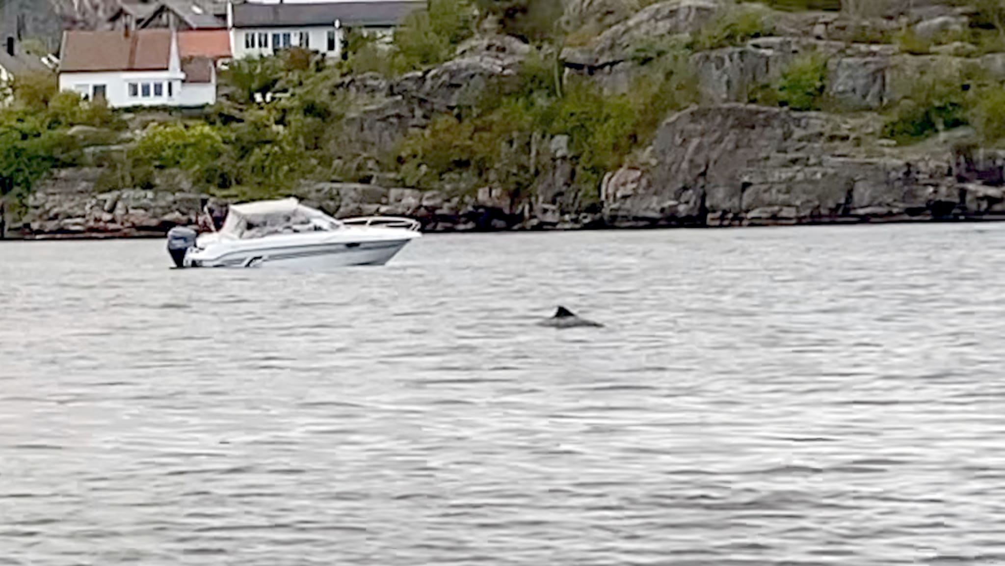 Video: Delfin i byfjorden?