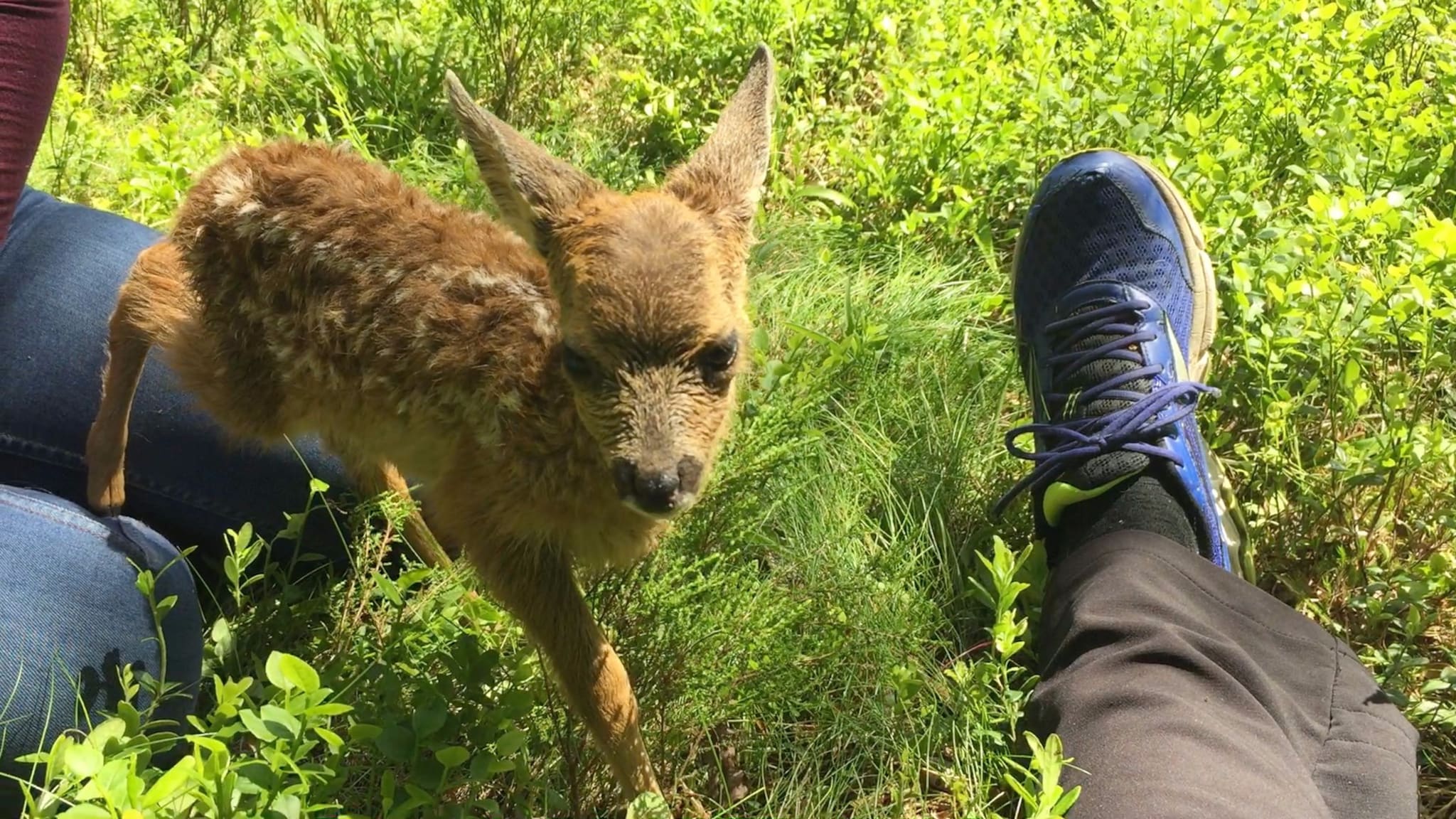 Møt rådyrkalven Bella Bambi