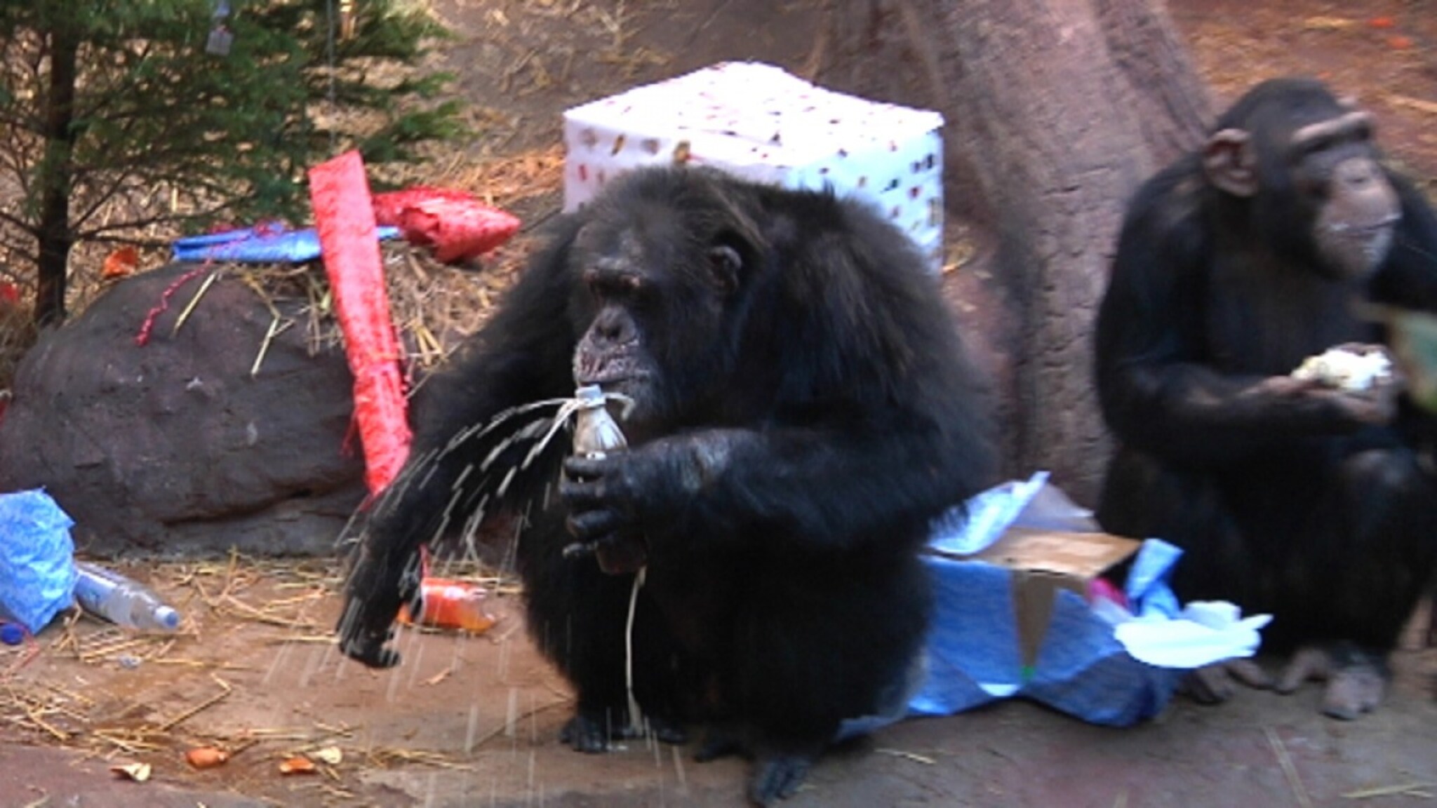 Se Julius sin elleville bursdag