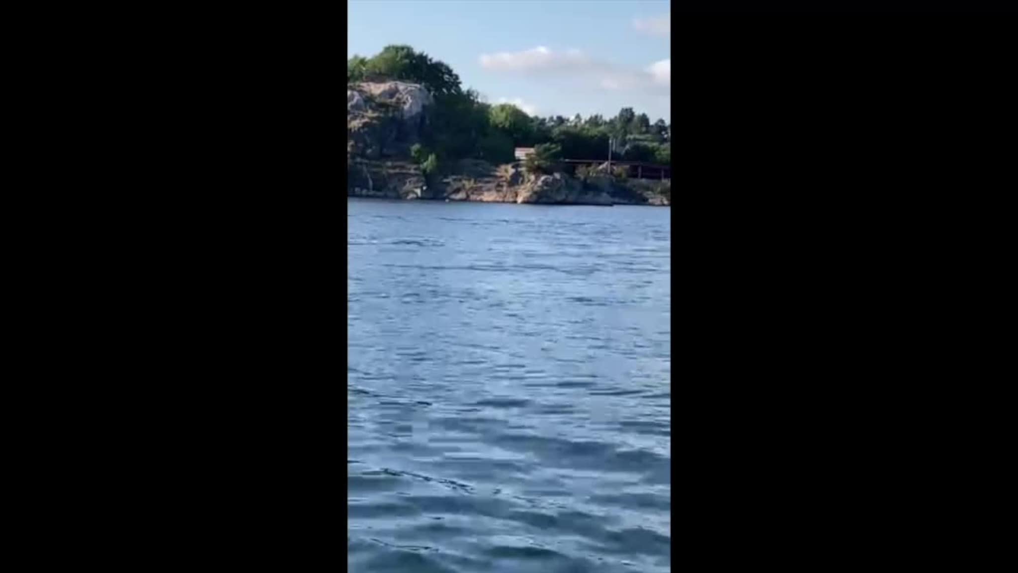 Delfiner i Kristiansand