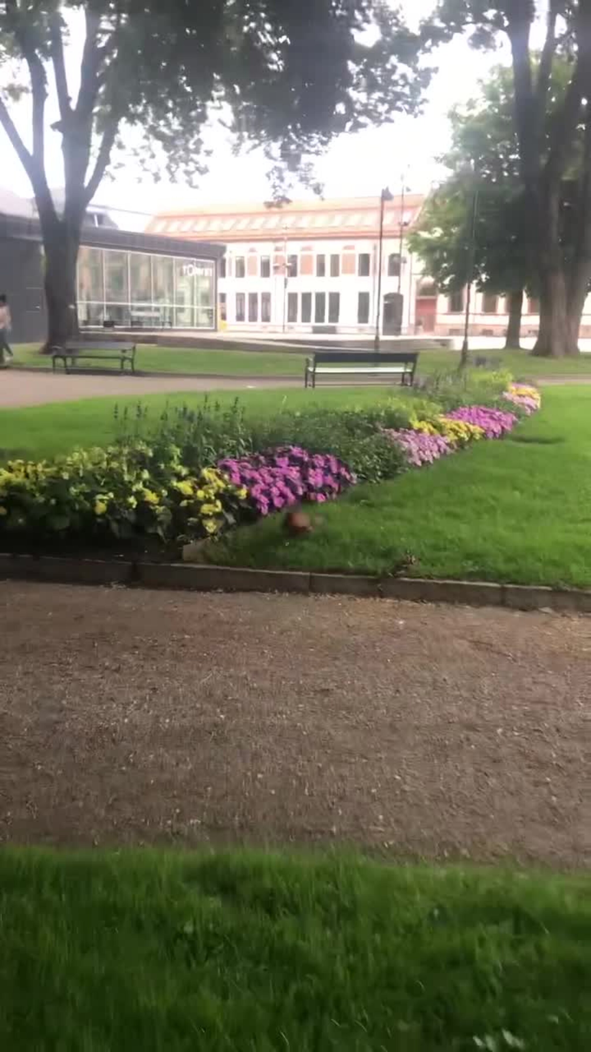 Her fanger han høna