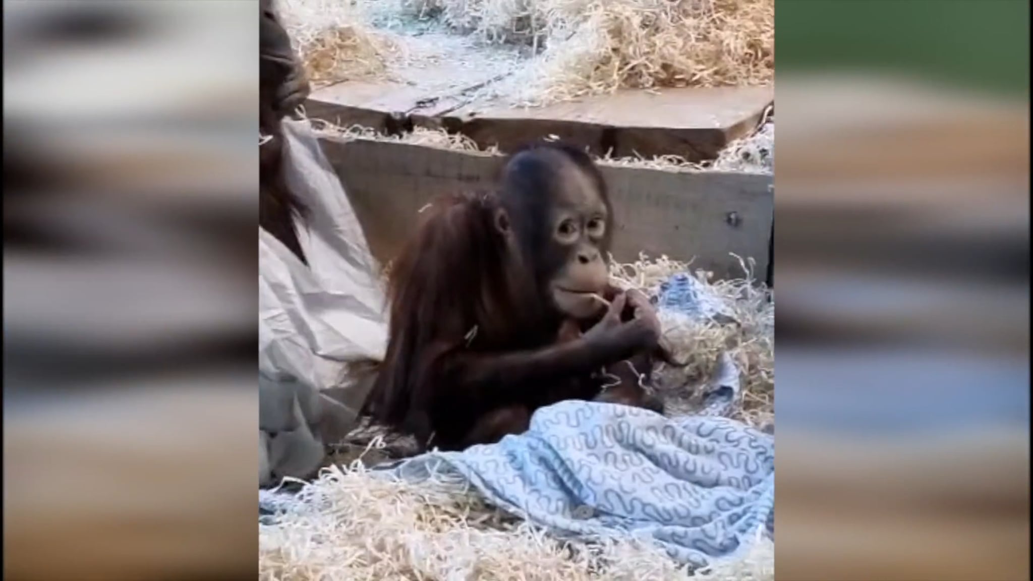 Orangutang i Kristiansand Dyrepark