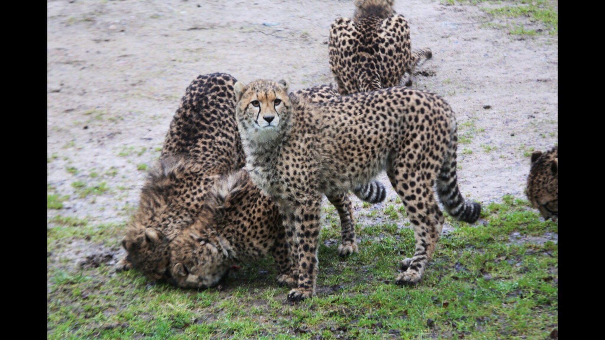 Dyreparkens nye attraksjon