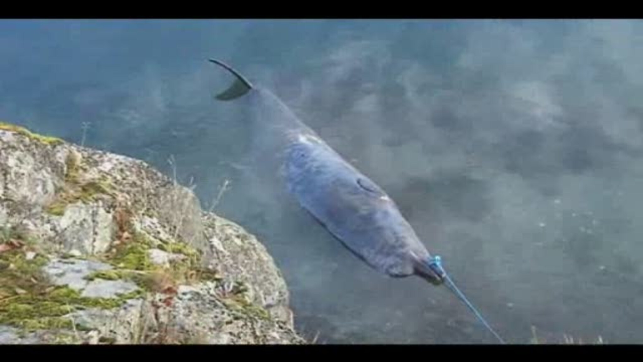 Strandet hval embedda