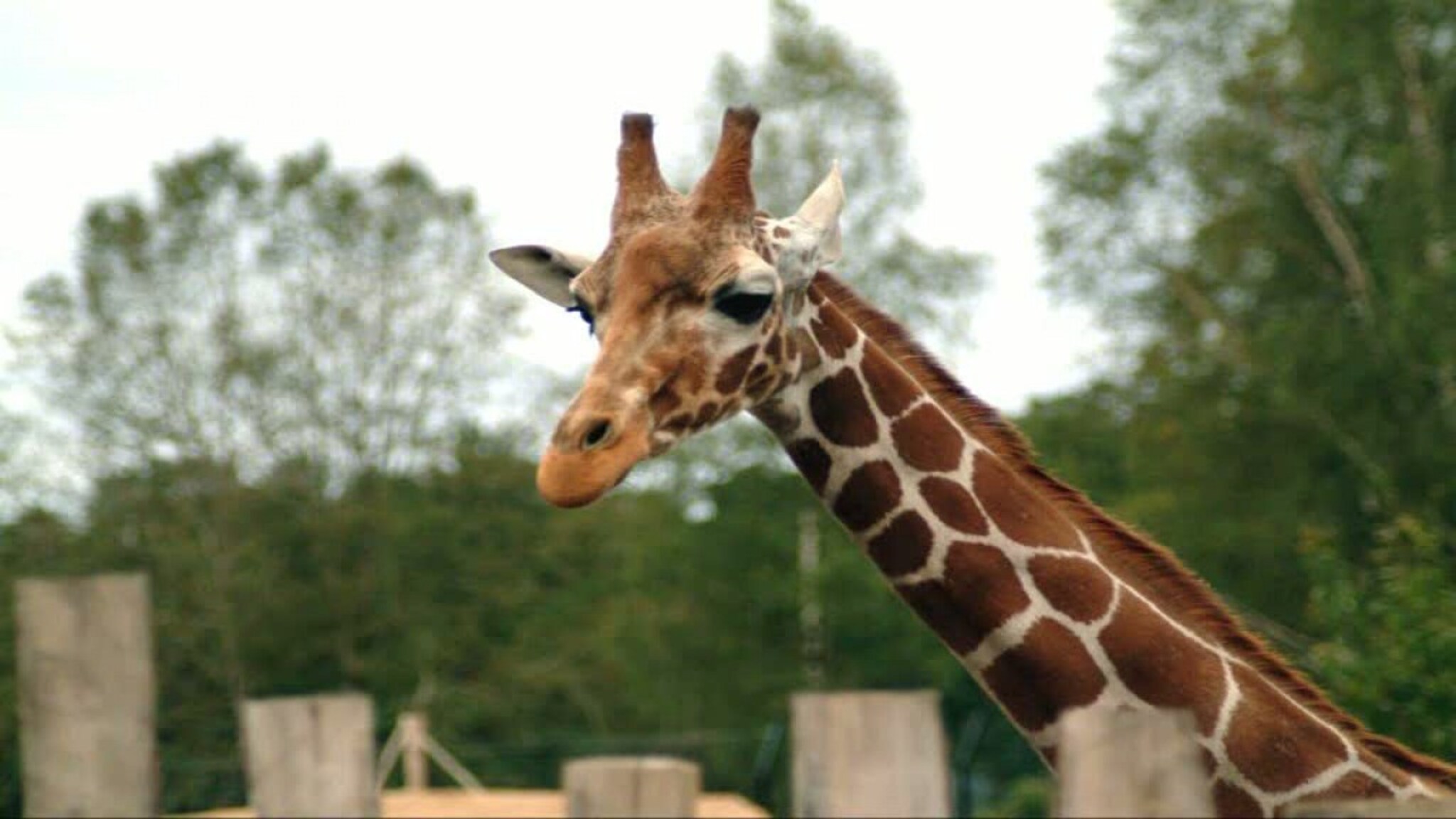 Sjiraffen Uno til England