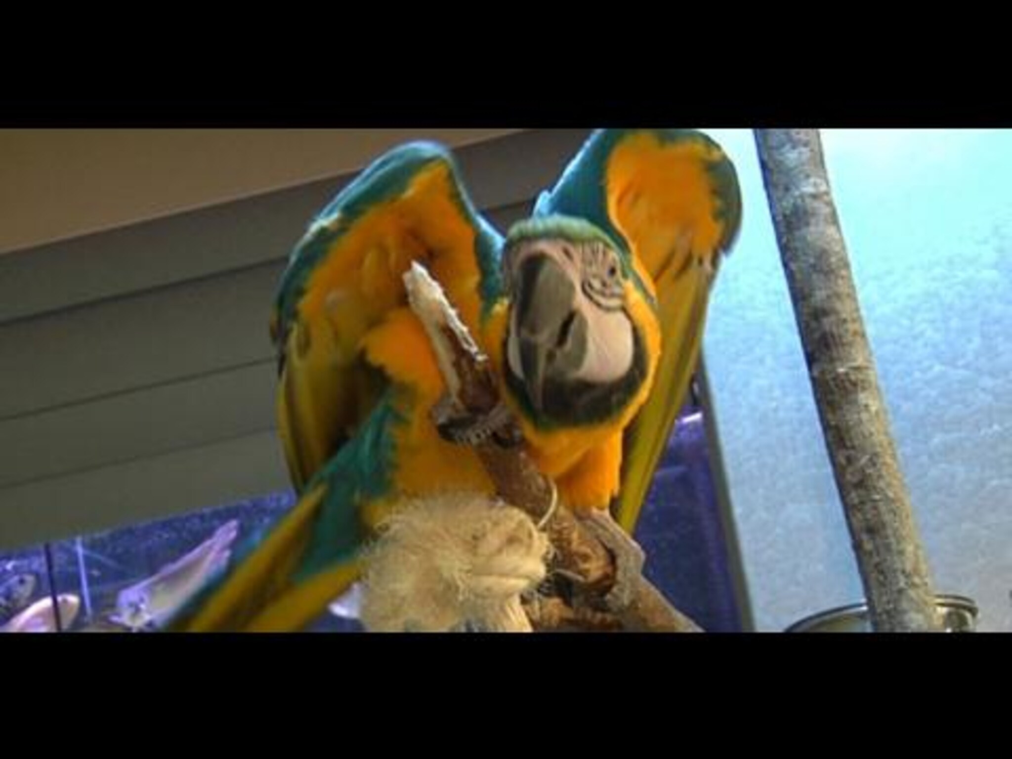 Papegøyen Gustav som ikke klarer å tie stille!