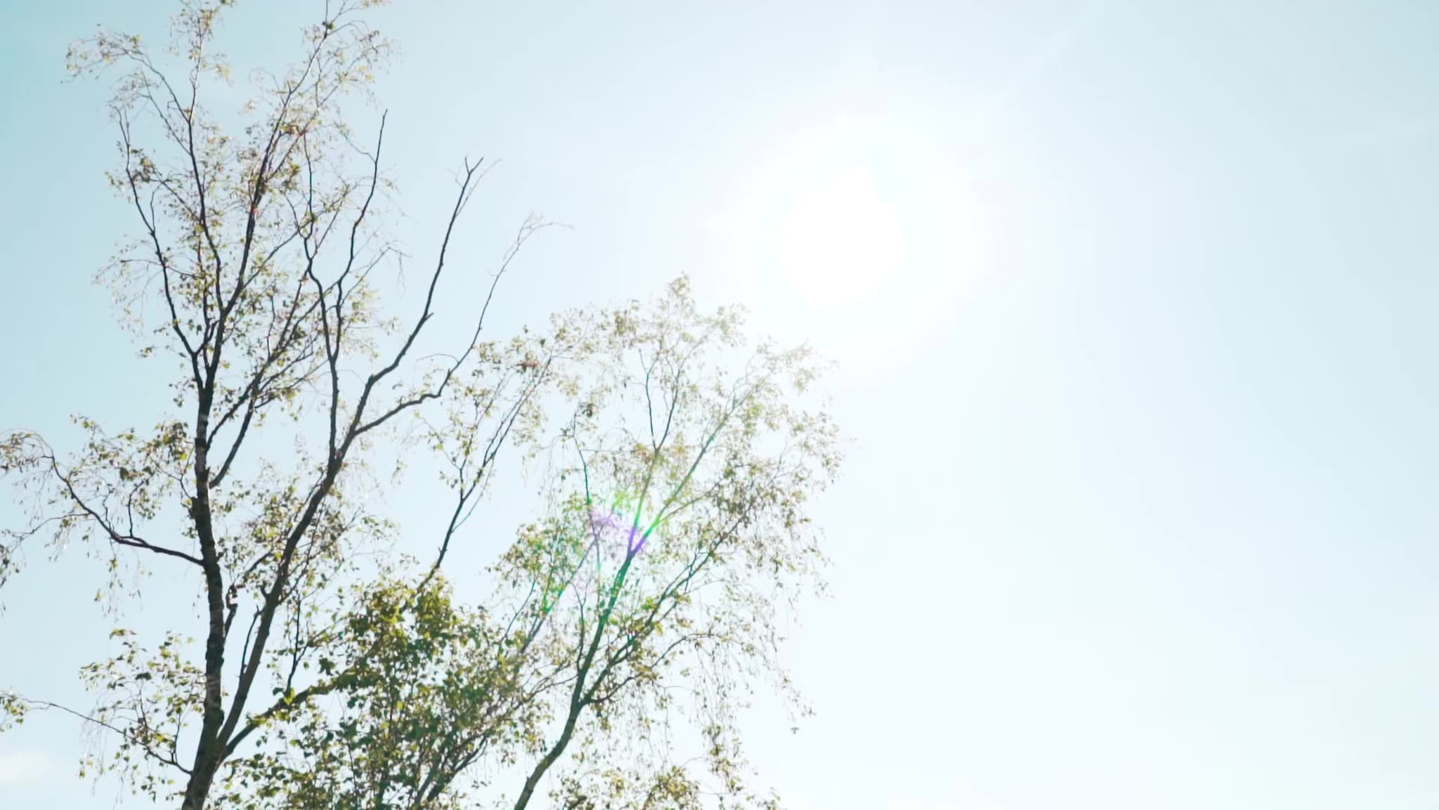 Sommerstemning i Baneheia