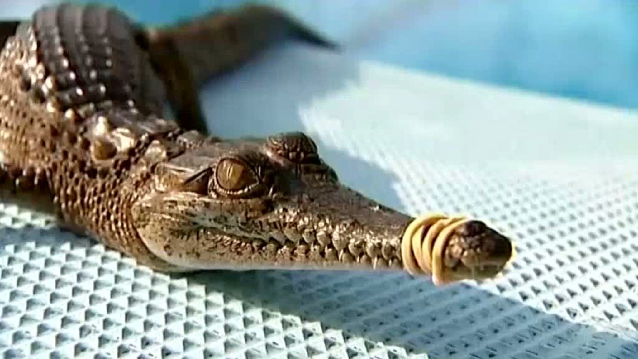 Krokodille i svømmebassenget