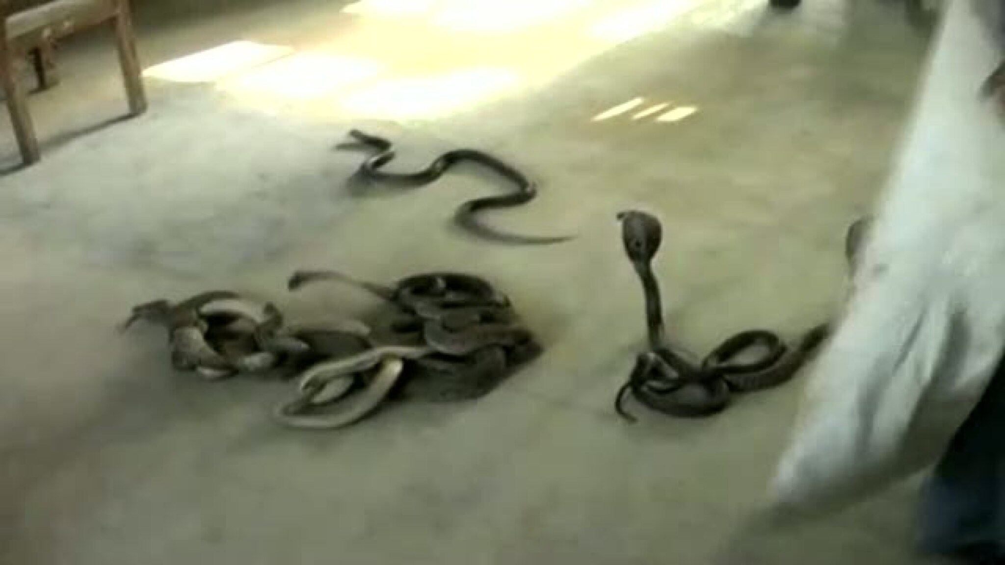 Slapp løs giftslanger på skattekontoret