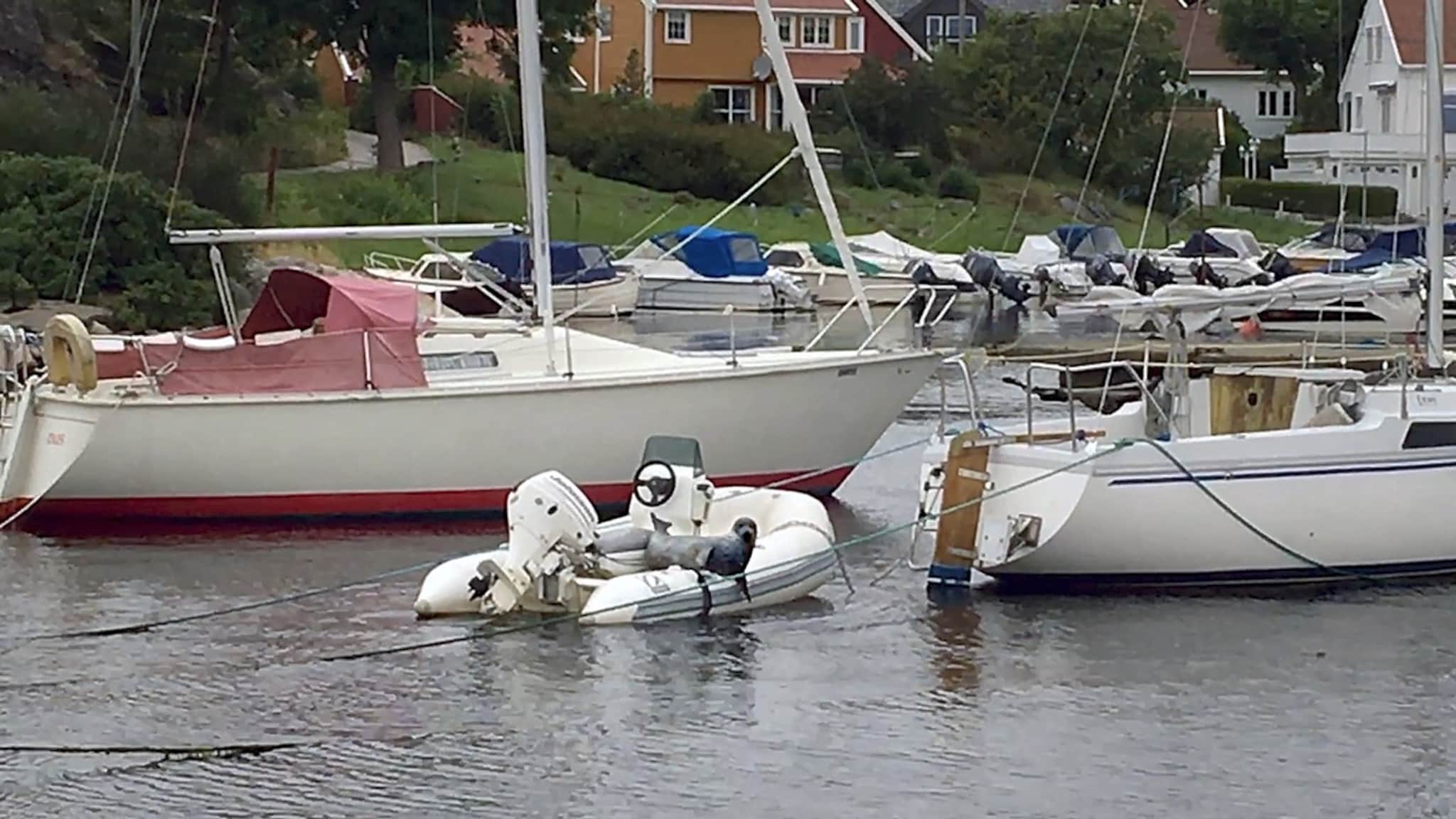 Sel soler seg i Bertes