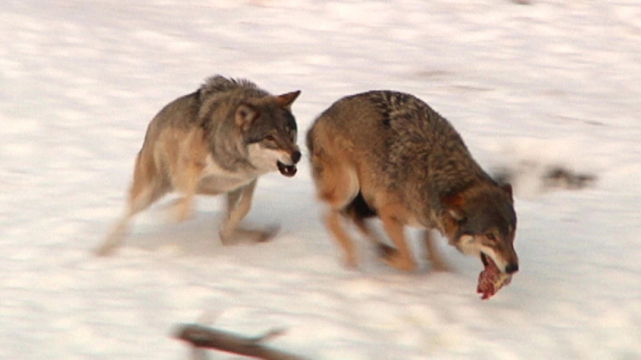 Her jages ulven ut av flokken