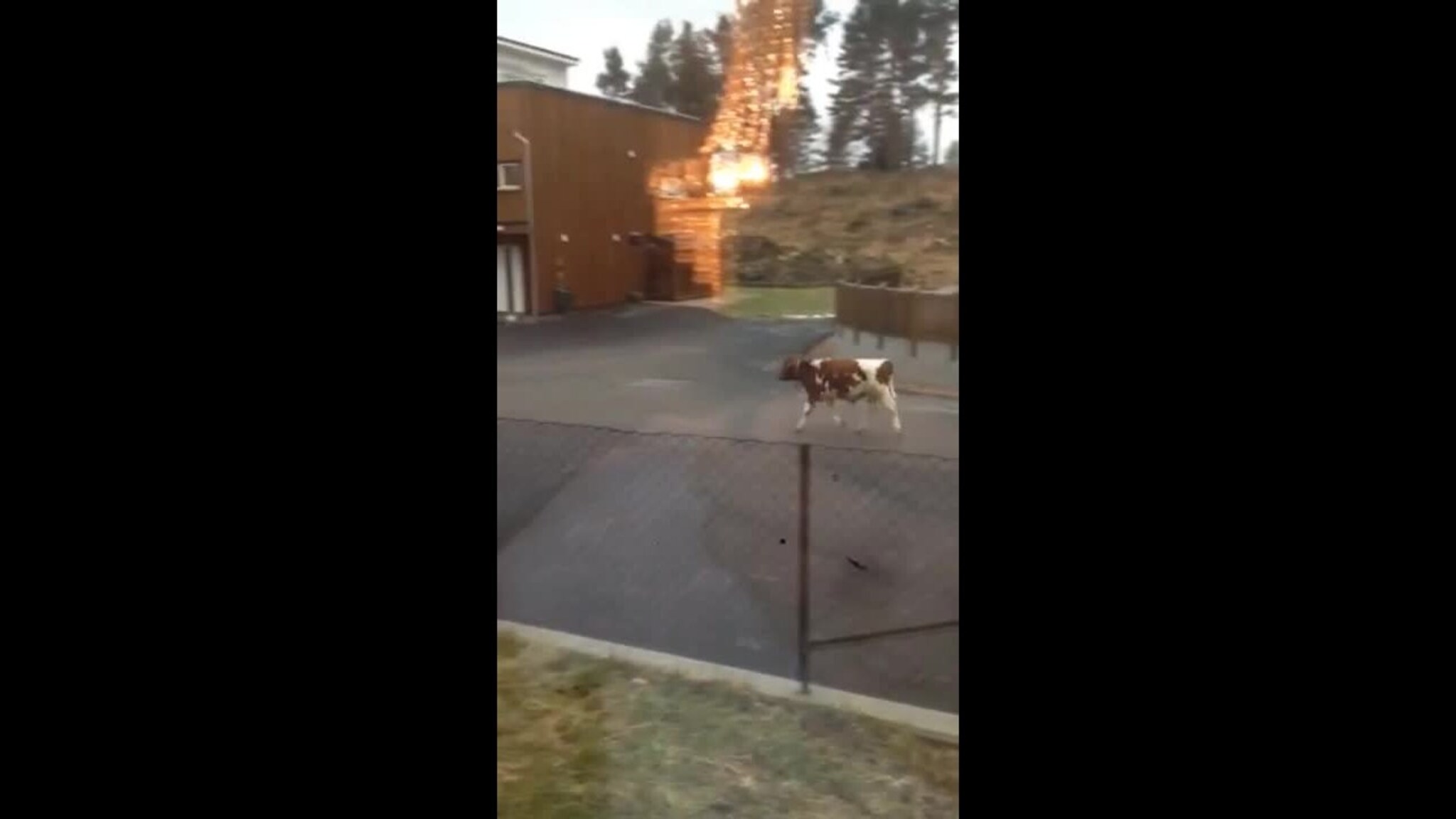 Her løper oksekalvene i Lumberveien