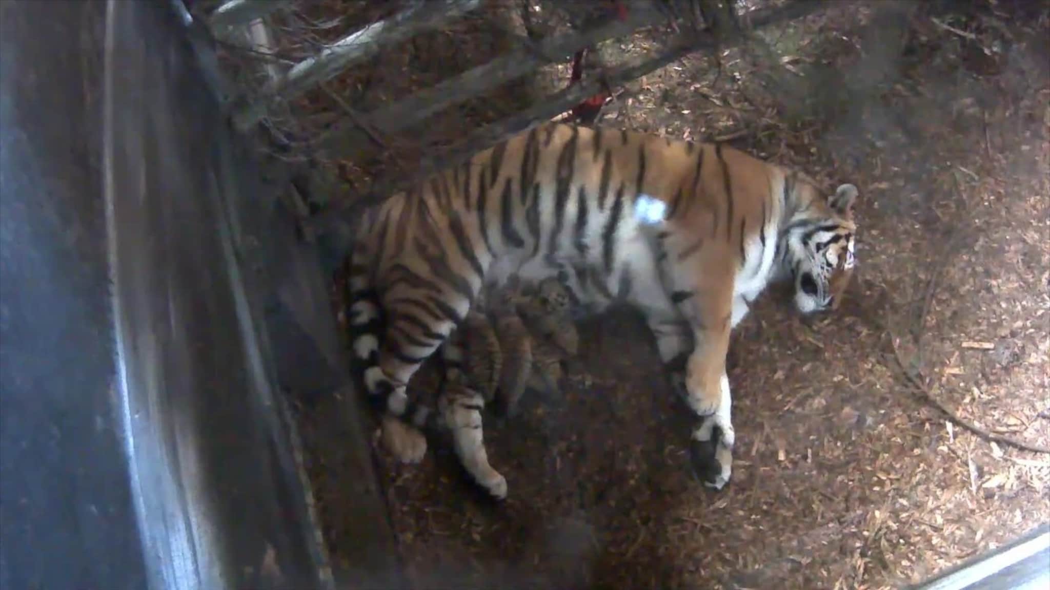 Se video av de søte nyfødte tigerungene