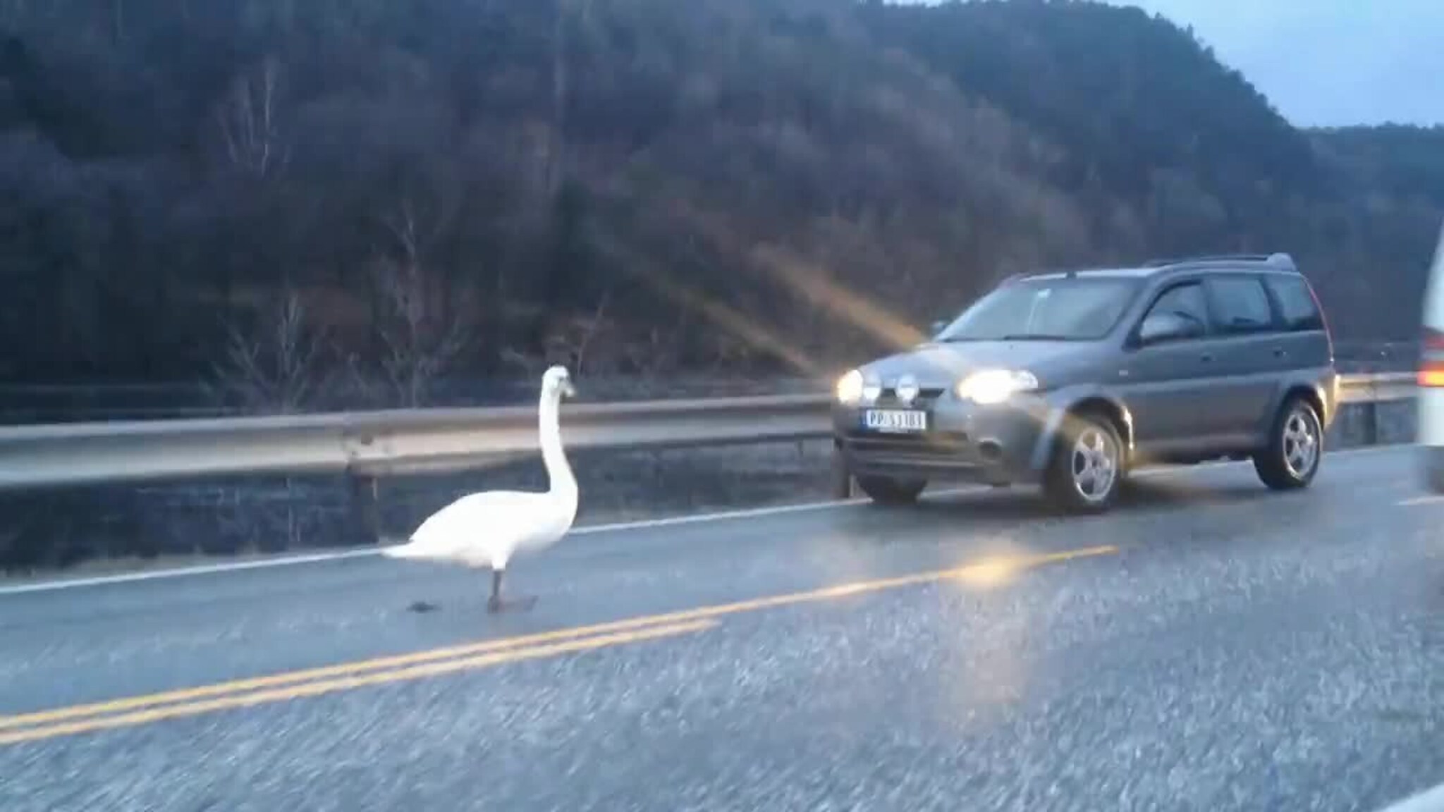 Sinna svane sperret trafikken