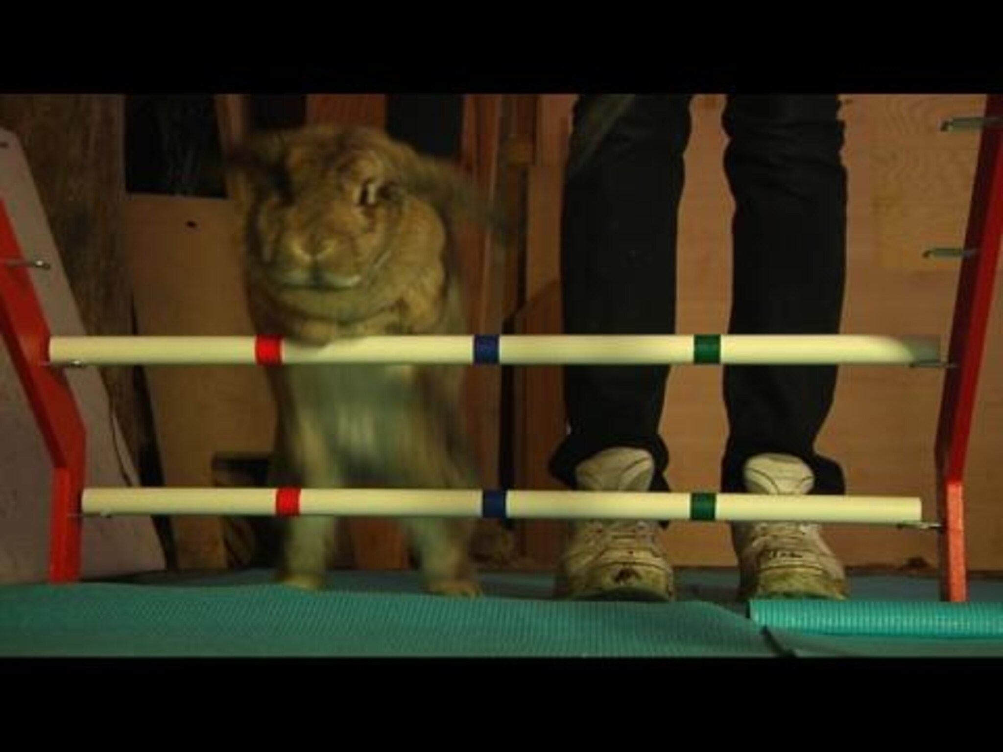 Høyt hopper de og lodne er de. Bli ned på kaninhopping!