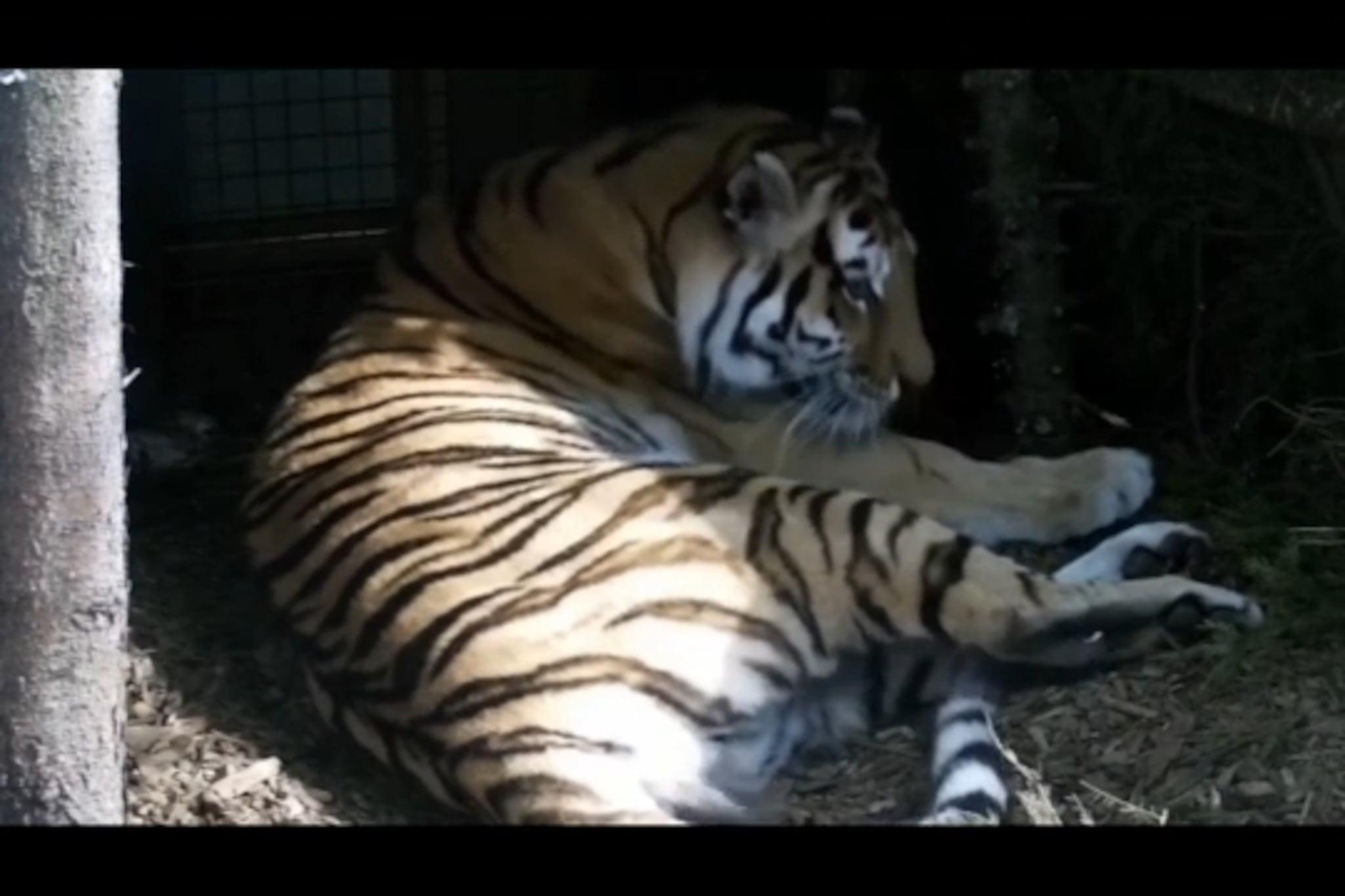 Se tigermamma føde unge nummer fire
