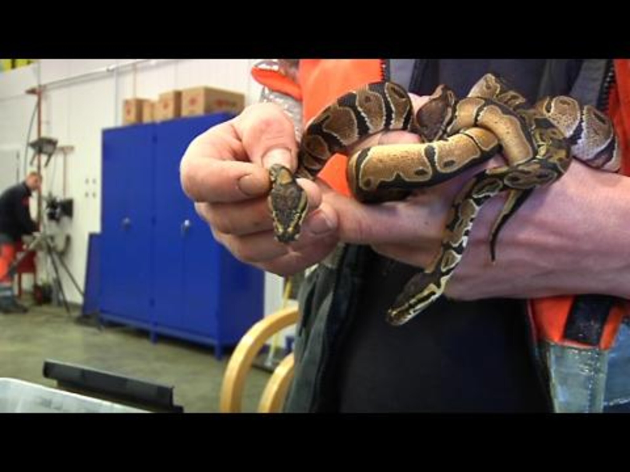 Video: Tatt med 14 slanger