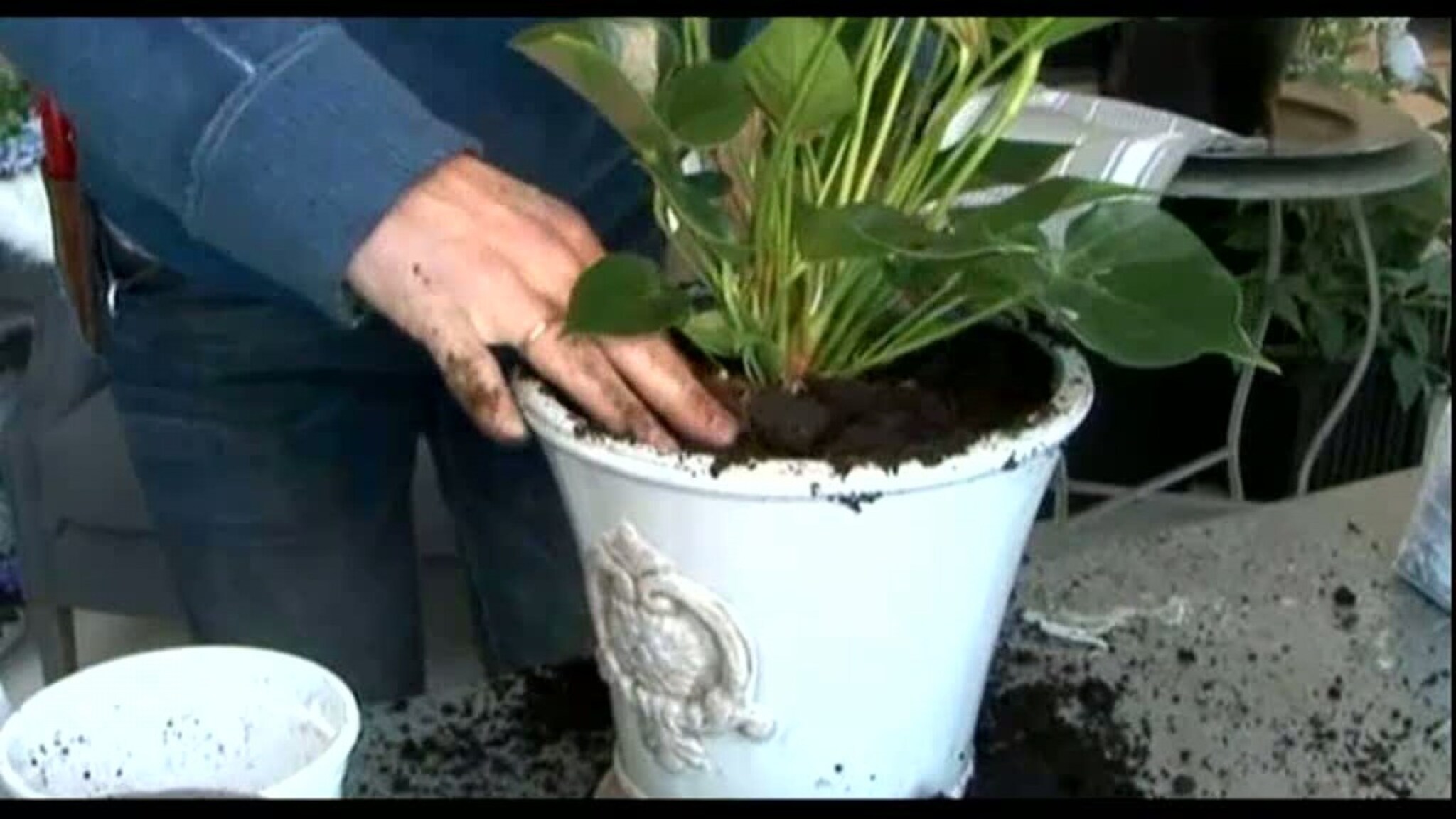Vinteren og tidlig vår er også tiden for å plante om blomstene:
